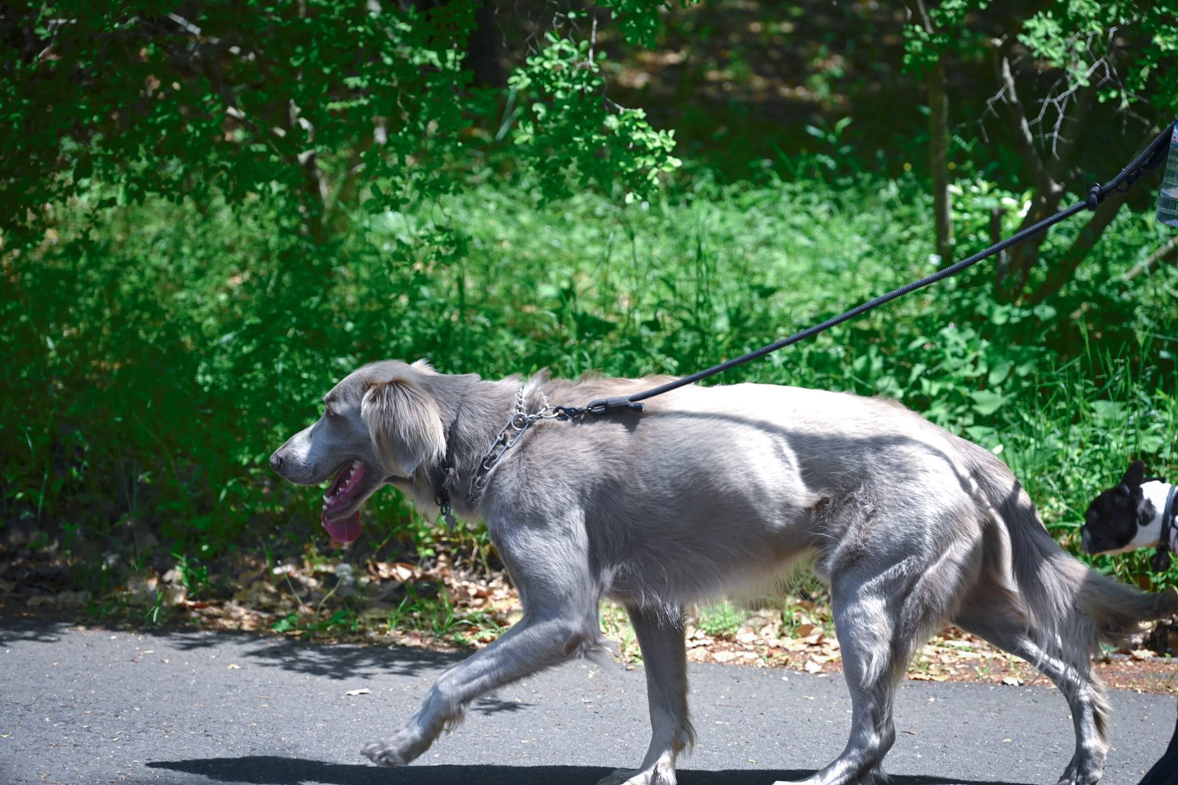 Gris walk Vol.01 <br>昭和記念公園のお散歩レポート