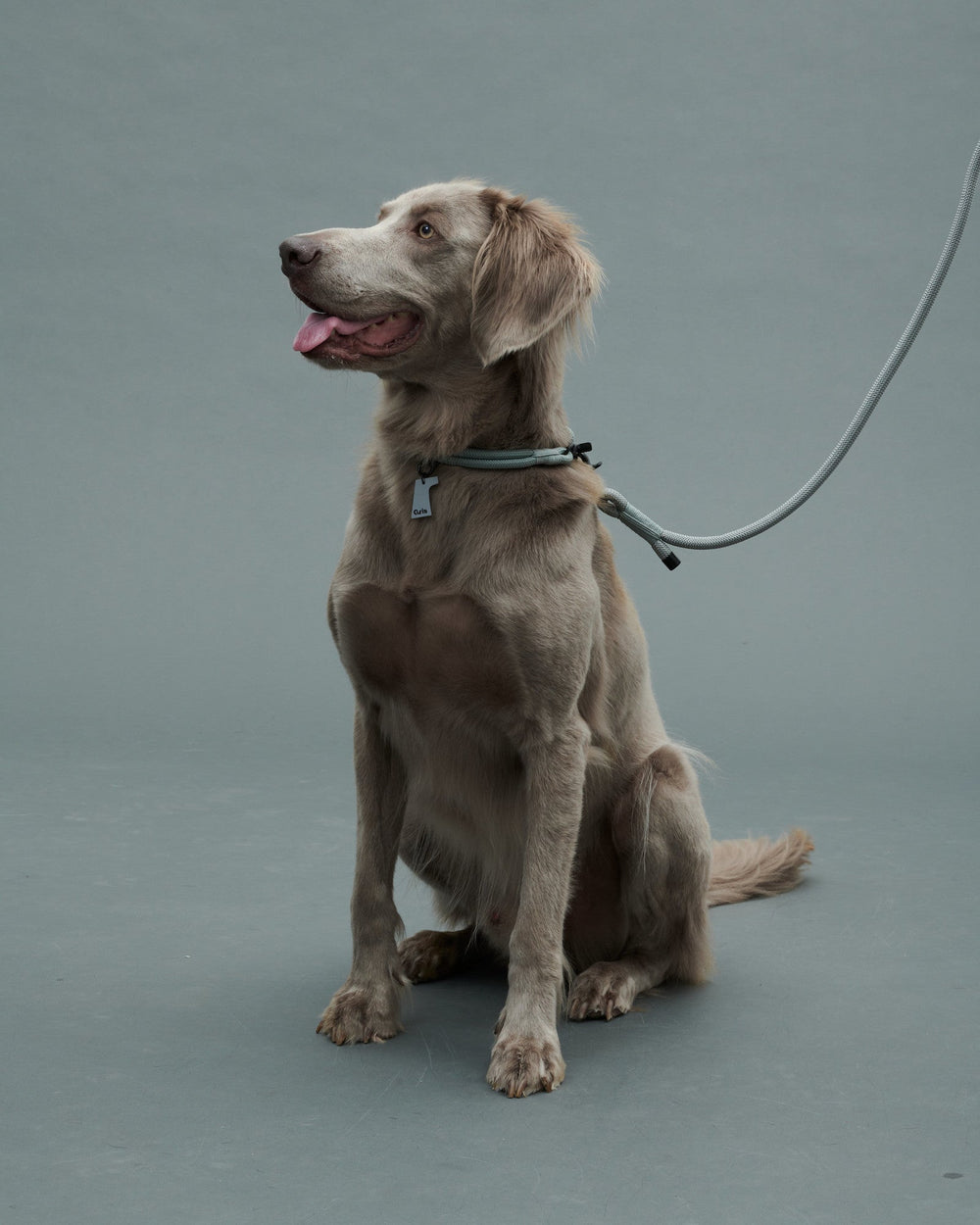 ワイマラナー/首囲44胸囲57着丈66cm体重37kg/THE COLLAR Limestone 55cm/THE LEASH Limestone 185cm