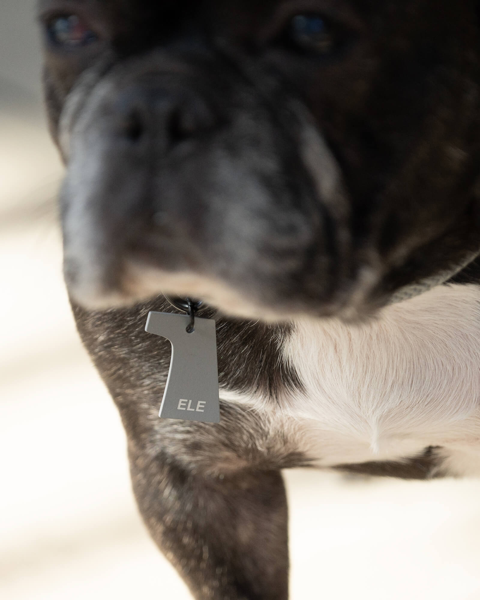 DOG CHARM – Gris