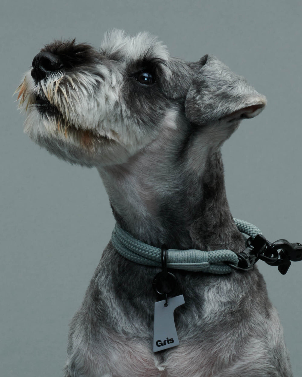 ミニチュアシュナウザー/首囲30胸囲48背丈39体重8kg/THE COLLAR Limestone 30cm