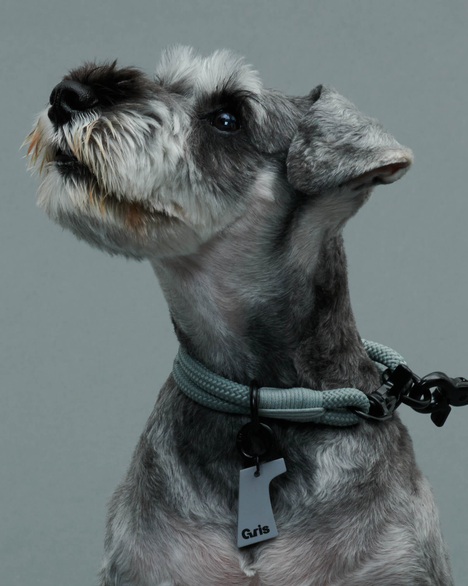 ミニチュアシュナウザー/首囲30胸囲48背丈39体重8kg/THE COLLAR Limestone 30cm