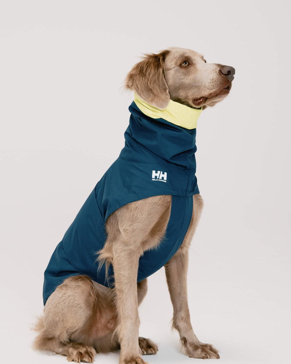 ワイマラナー/首囲44胸囲57着丈66cm体重37kg/ALL WEATHER COAT Ocean Navy XXL