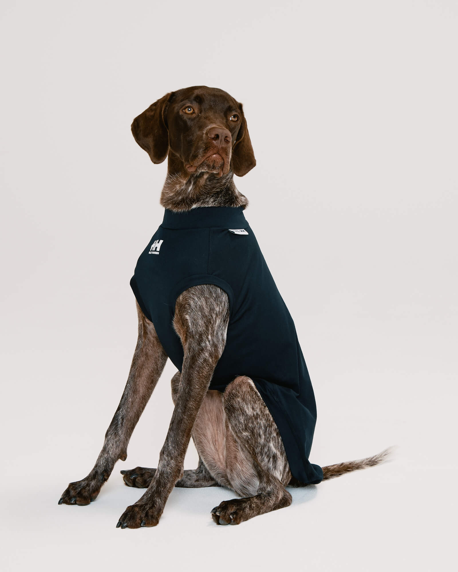 ジャーマンポインター/首囲30胸囲69着丈59cm体重24kg/AMPHIBIOUUS TEE Black XL