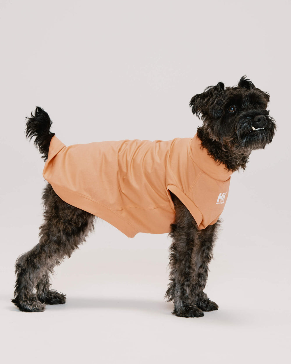 ミニチュアシュナウザー/首囲30胸囲48着丈39cm体重8kg/AMPHIBIOUS TEE Sheer Orange S