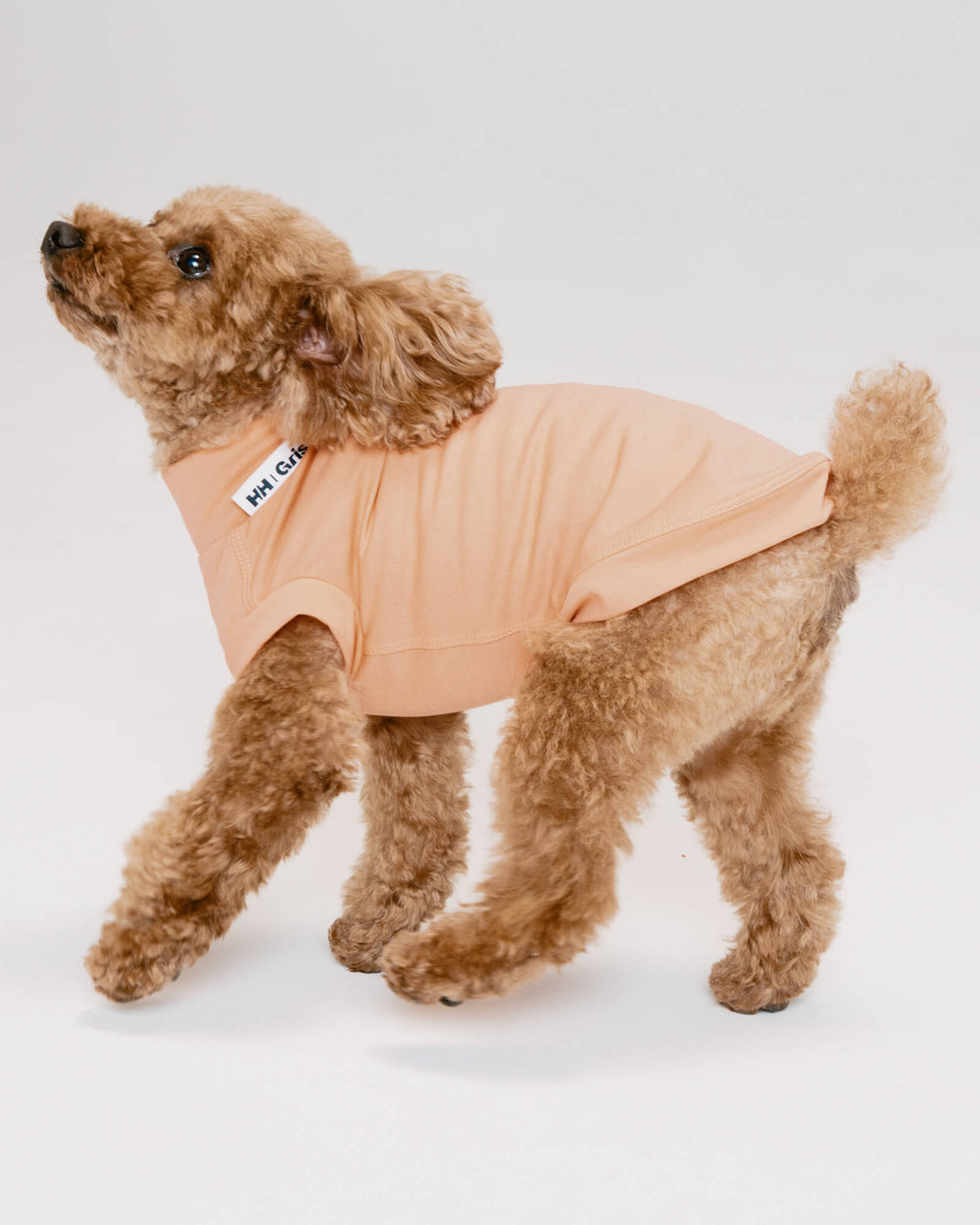 トイプードル首囲28胸囲40着丈30cm体重4kg/AMPHIBIOUS TEE Sheer Orange XS