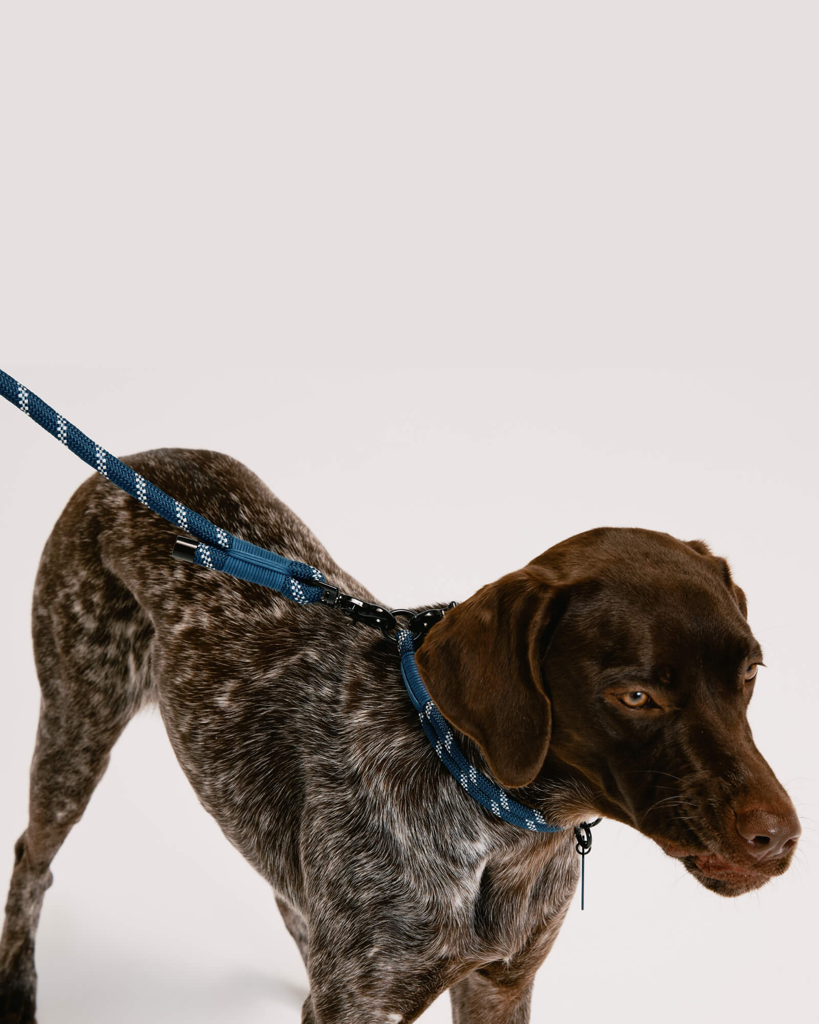 HH×Gris LEASH