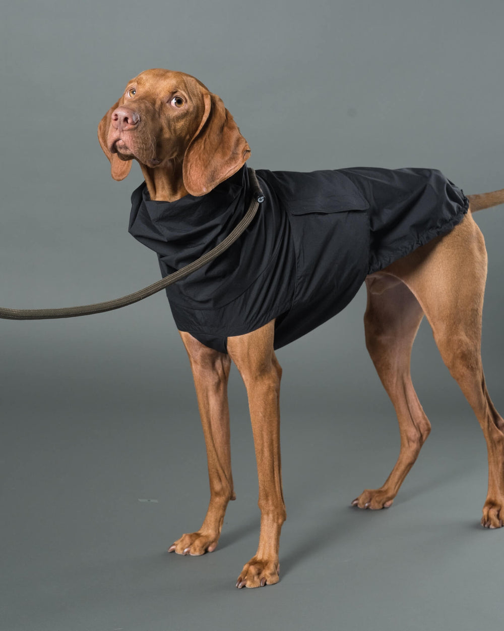 ビズラ/首囲38胸囲69背丈55cm体重23kg/LITE RAIN COAT Peat Black XL