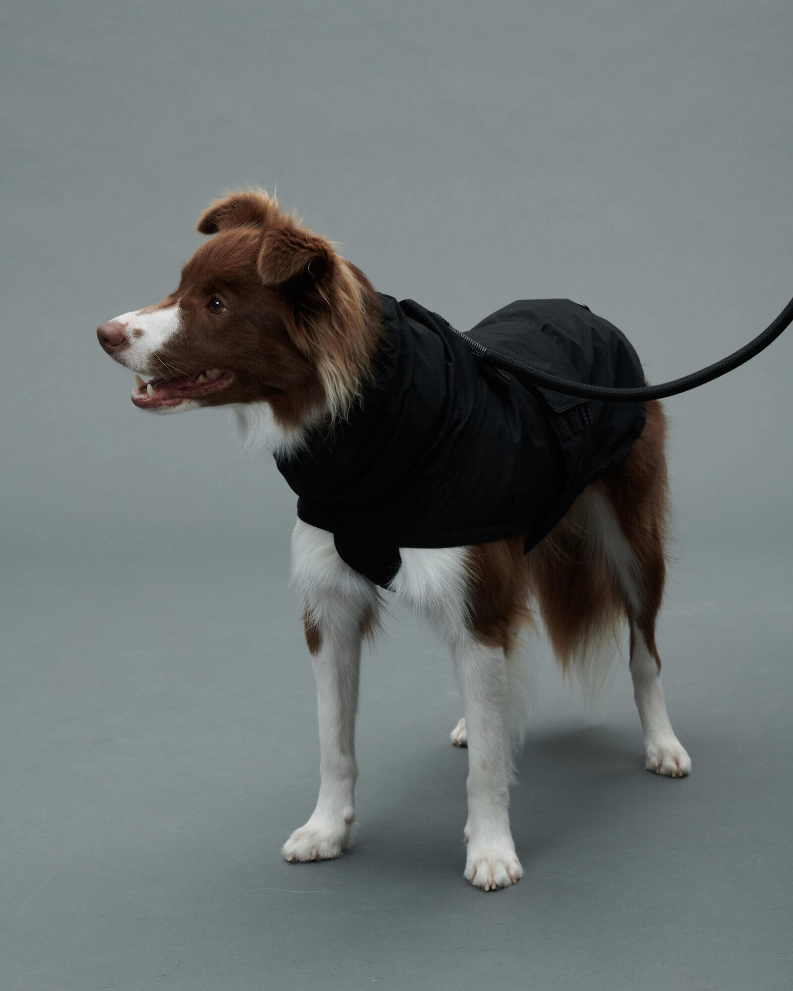 ボーダーコリー/胸囲59cm体重15kg/LITE RAIN COAT Weimaraner Grey XL