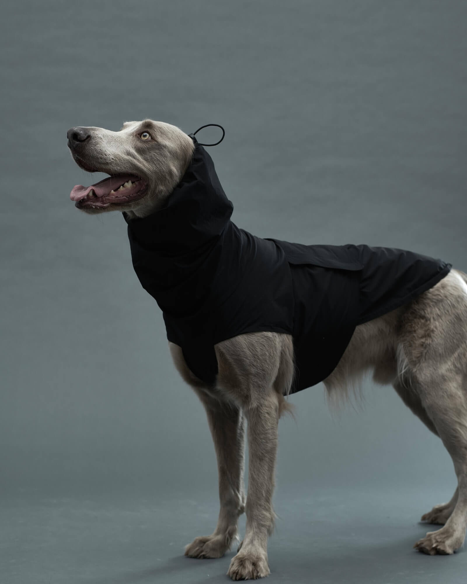 Gris 犬用レインコート Sグレー Gris 犬用レインコート Sグレー 【公式通販】