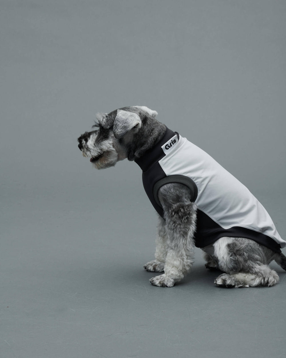 ミニチュアシュナウザー/首囲29胸囲49背丈37cm/ROB SWEAT Limestone S