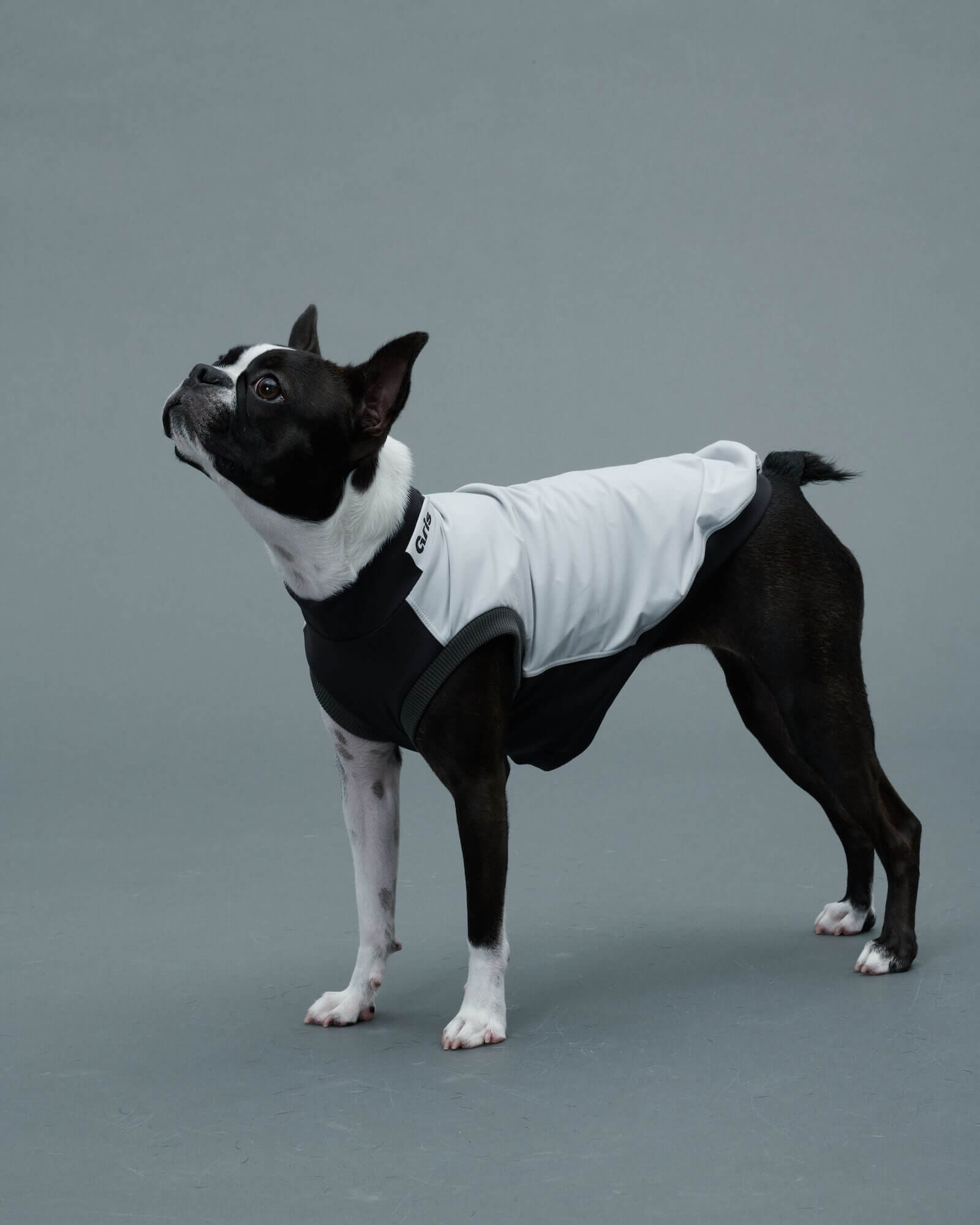 ボストンテリア/首囲31胸囲49着丈38cm体重7kg/ROB SWEAT Limestone S