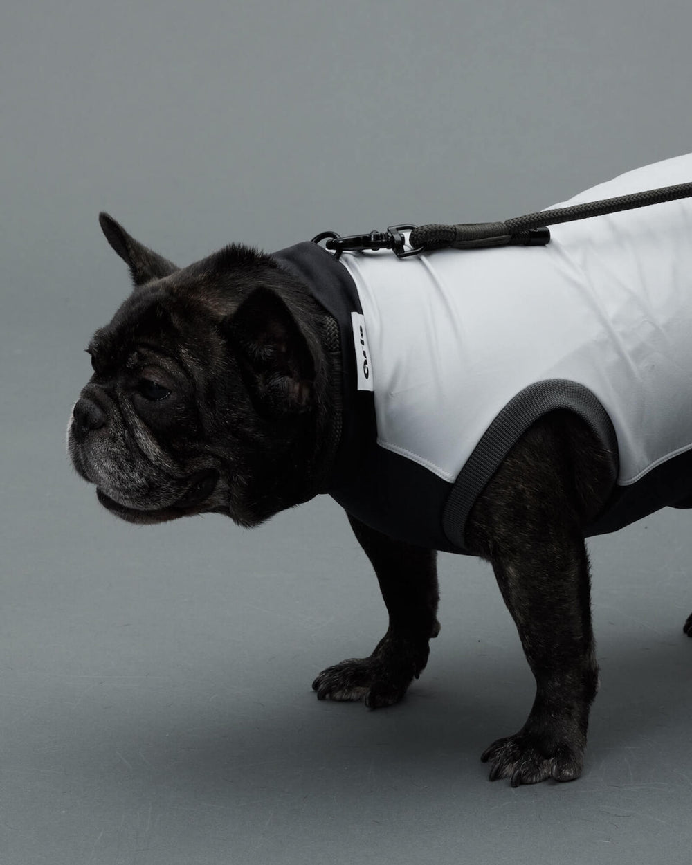 フレンチブルドッグ/首囲40胸囲62背丈41cm体重15kg/ROB SWEAT Limestone L