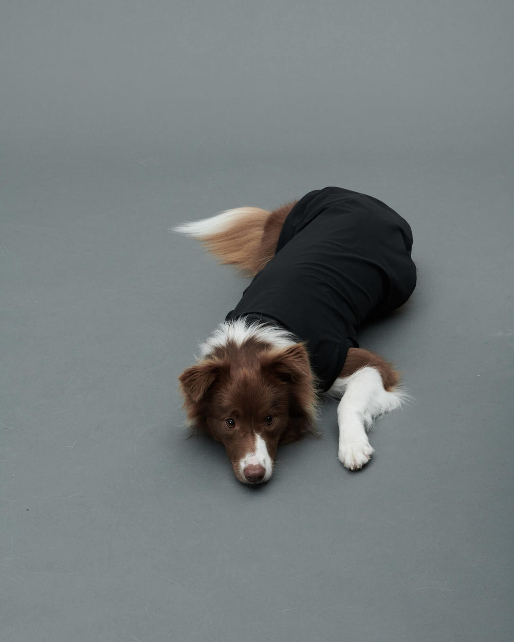 ボーダーコリー/胸囲59cm体重15kg/ROB SWEAT Peat Black XL