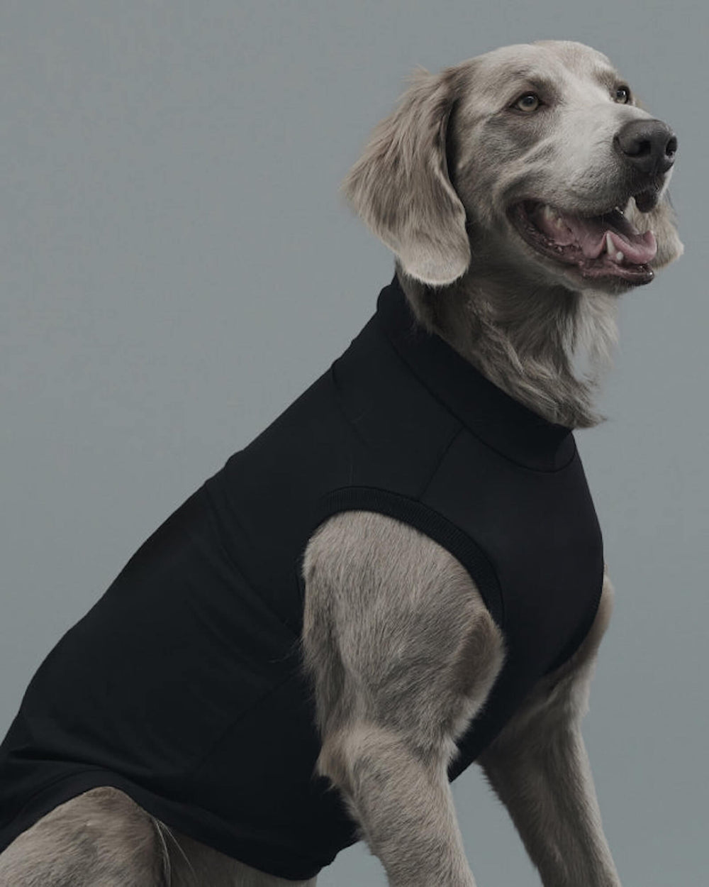 ワイマラナー/首囲44胸囲57背丈66cm体重37kg/ROB SWEAT Peat Black XXL