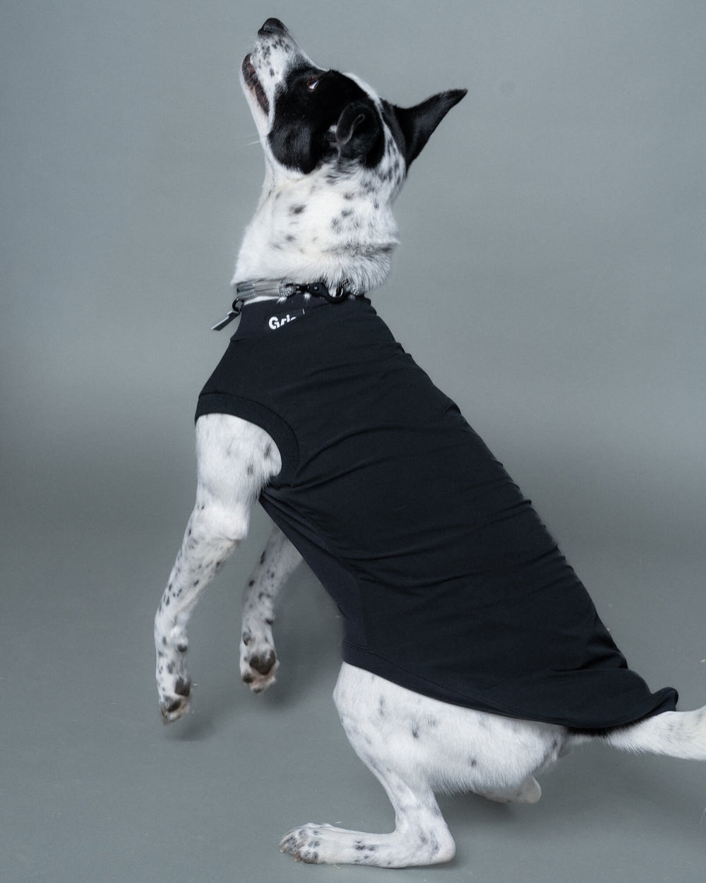 ミックス/首囲36胸囲60背丈61cm体重16kg/Peat Black XL