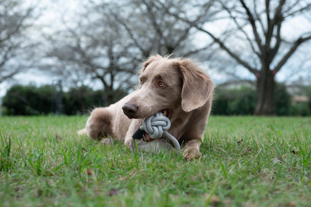 ワイマラナー/ROPE BALL TOY Limestone