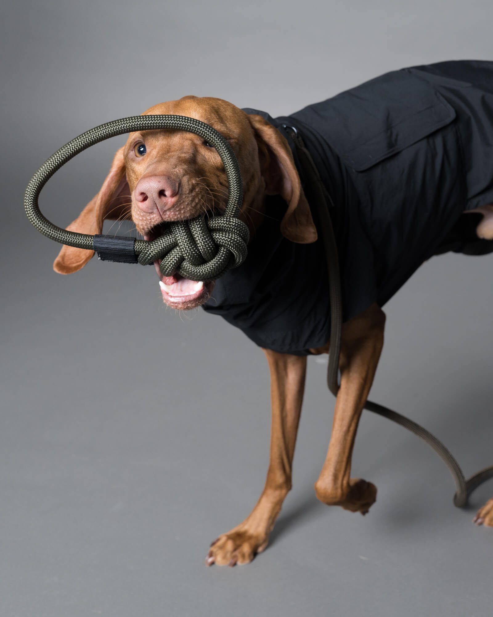 ビズラ/ROPE BALL TOY Alga