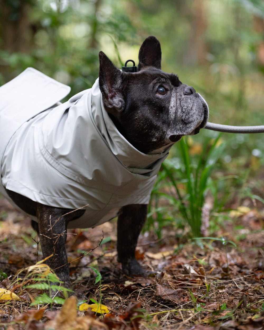 フレンチブルドッグ/首囲40胸囲62背丈41cm体重15kg/Limestone L