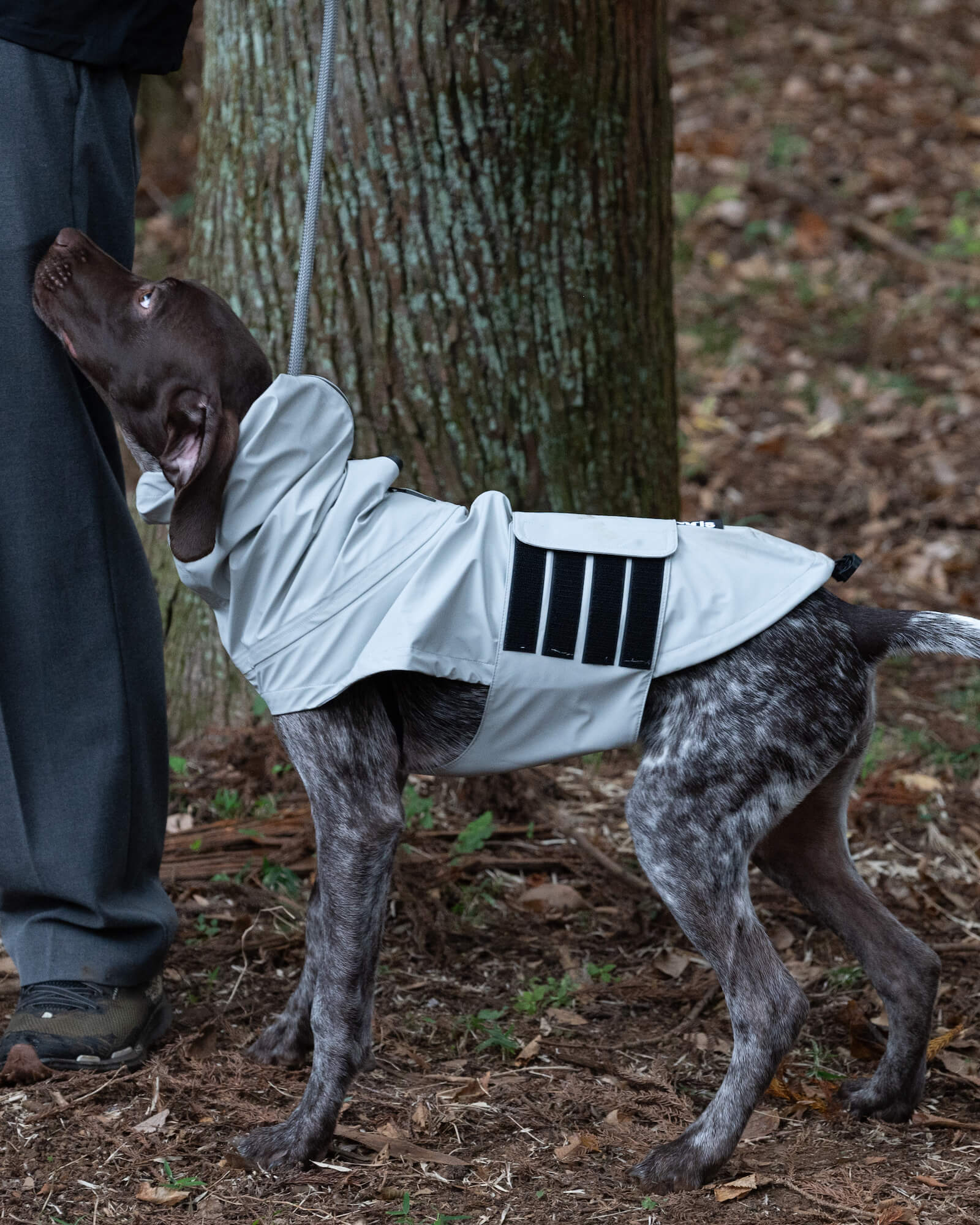 ジャーマンポインター_首囲30胸囲69背丈59cm体重24kg/Limestone XL