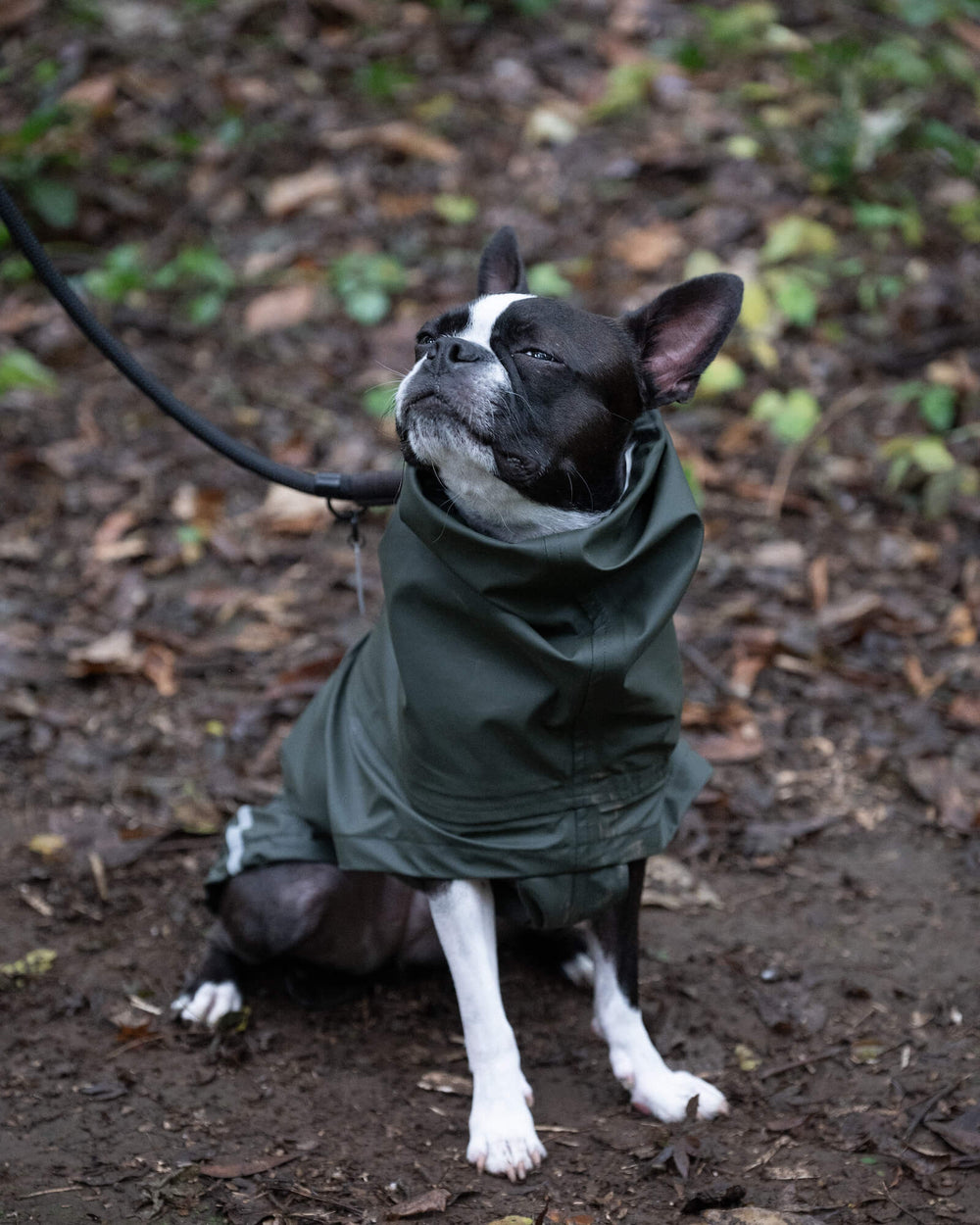 ボストンテリア/首囲28胸囲32背丈32cm体重7kg/Alga S