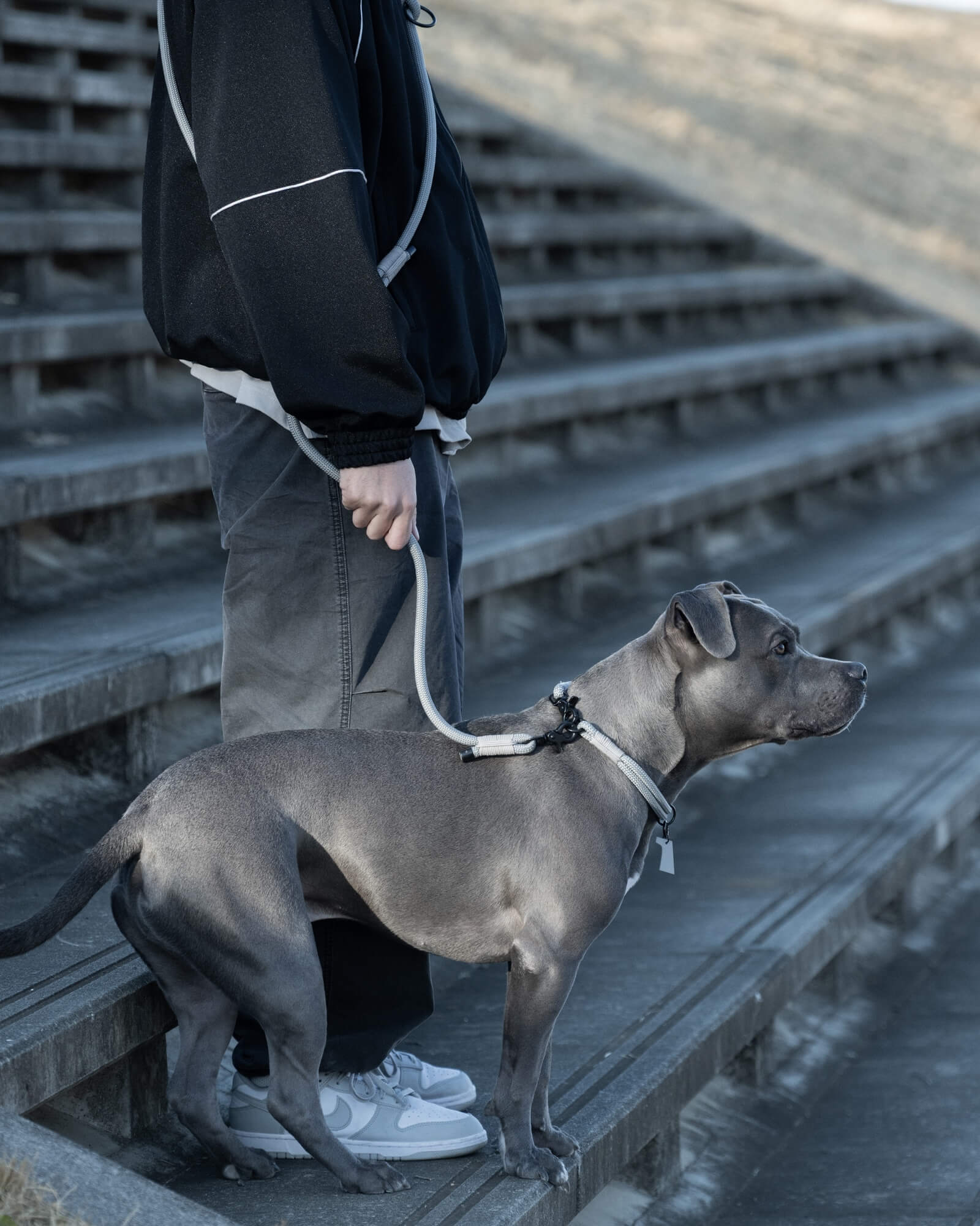 [犬種] ミックス [着用アイテム] THE SHOULDER LEASH Limestone L