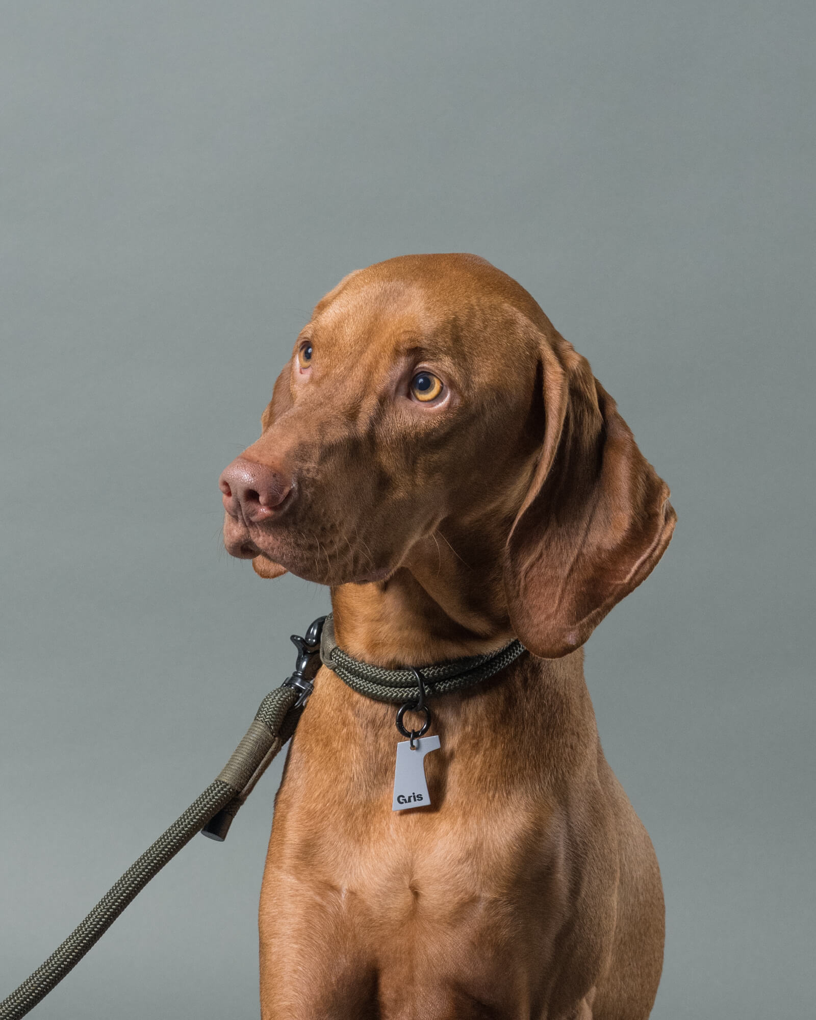 ビズラ/首囲38胸囲69背丈55cm体重23kg/THE COLLAR Alga 40cm