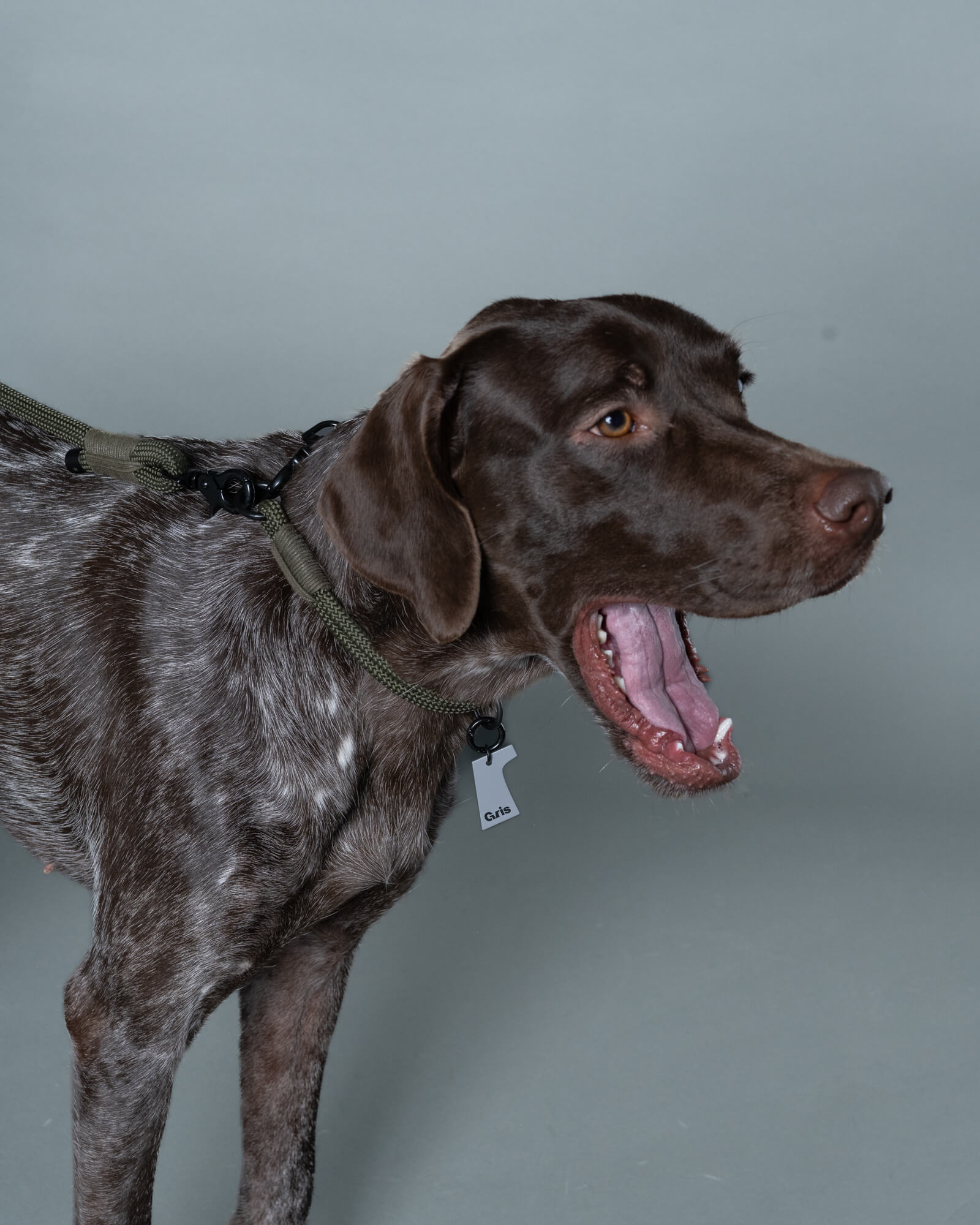 ジャーマンポインター/首囲30胸囲69背丈59cm体重24kg/THE COLLAR Alga 40cm