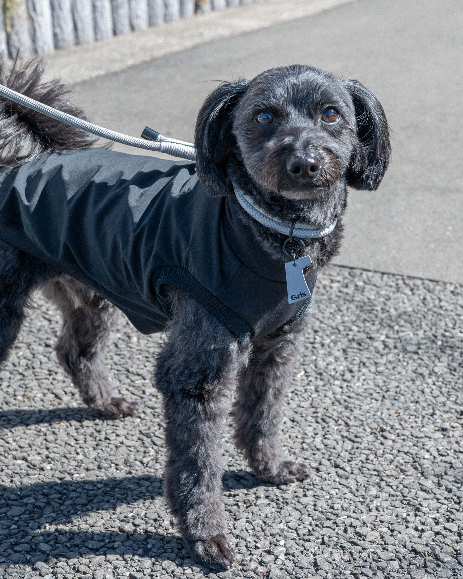 パピヨン×プードル/首囲25胸囲42背丈43cm体重6kg/THE COLLAR Limestone 30cm