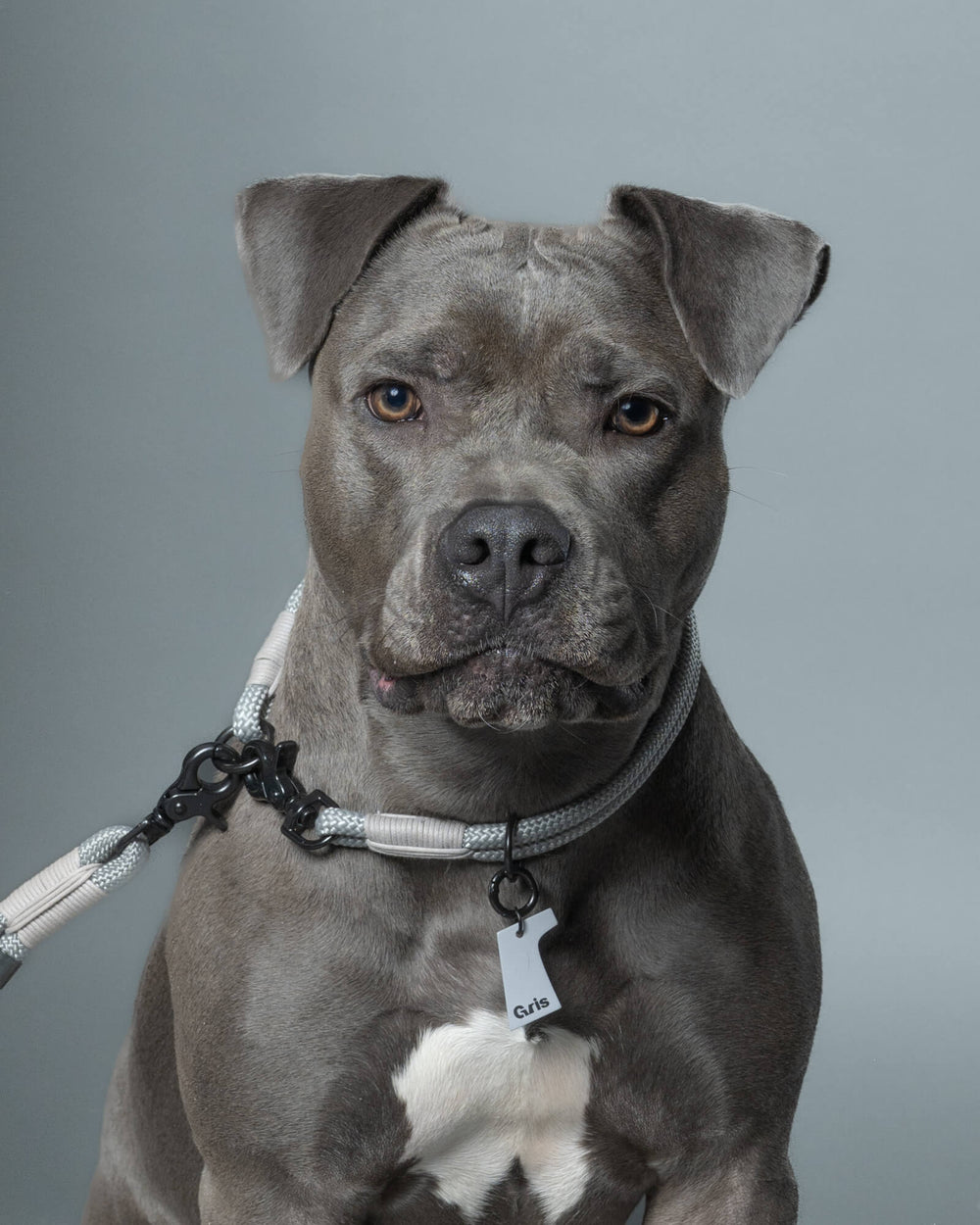 ピットブル/首囲47胸囲70背丈50cm体重30kg/THE COLLAR Limestone 50cm