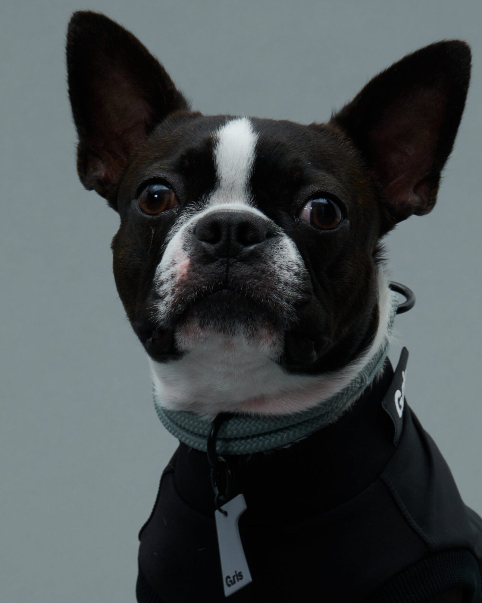 ボストンテリア/首囲28胸囲32背丈32cm体重7kg/THE COLLAR Limestone 30cm