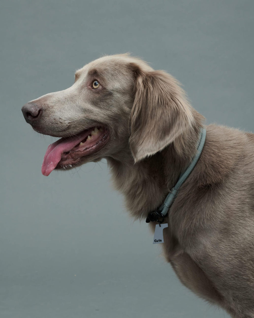 ワイマラナー/首囲44胸囲57背丈66cm体重37kg/THE COLLAR Limestone 50cm