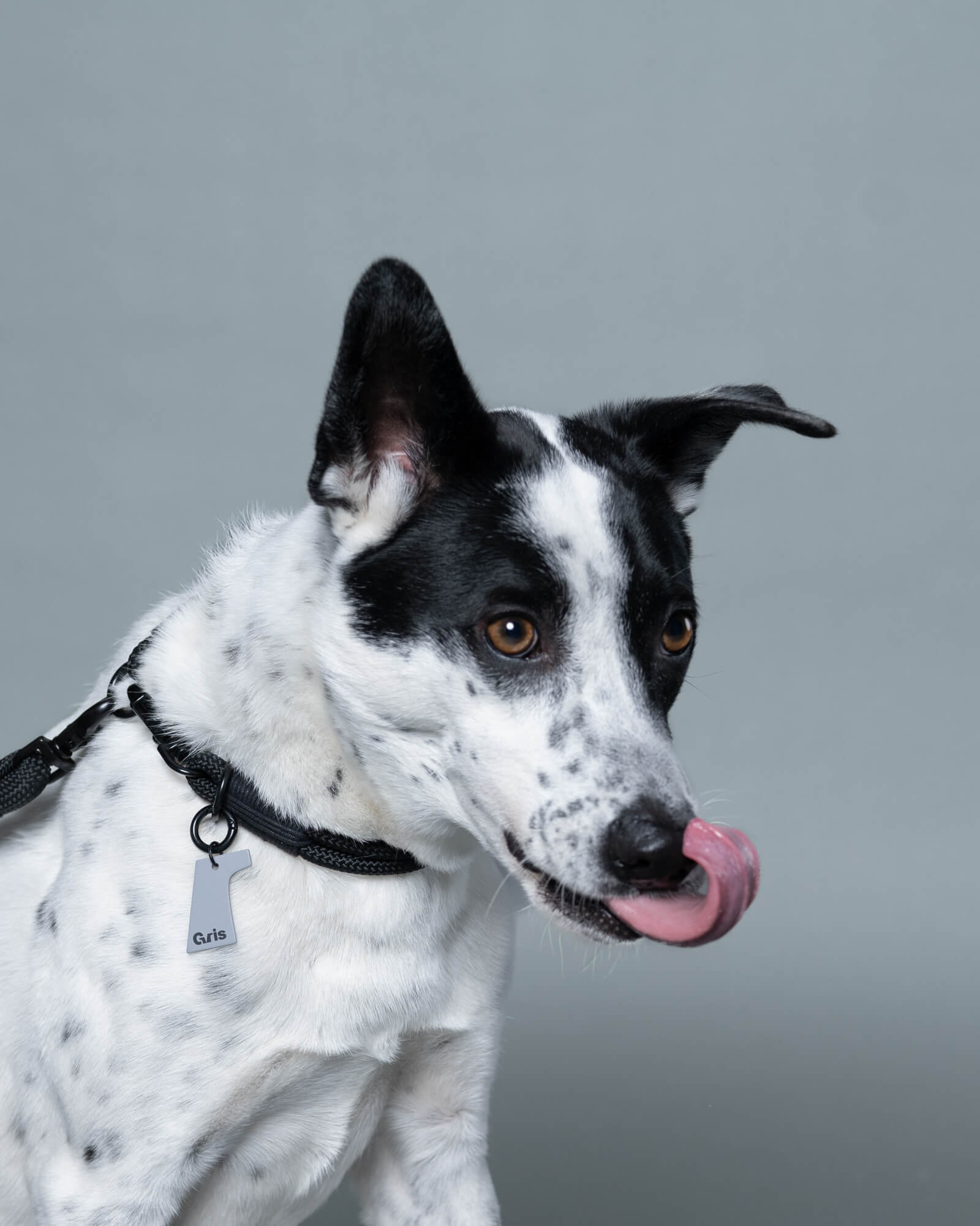 ミックス/首囲36胸囲60背丈61cm体重16kg/THE COLLAR Peat Black 40cm