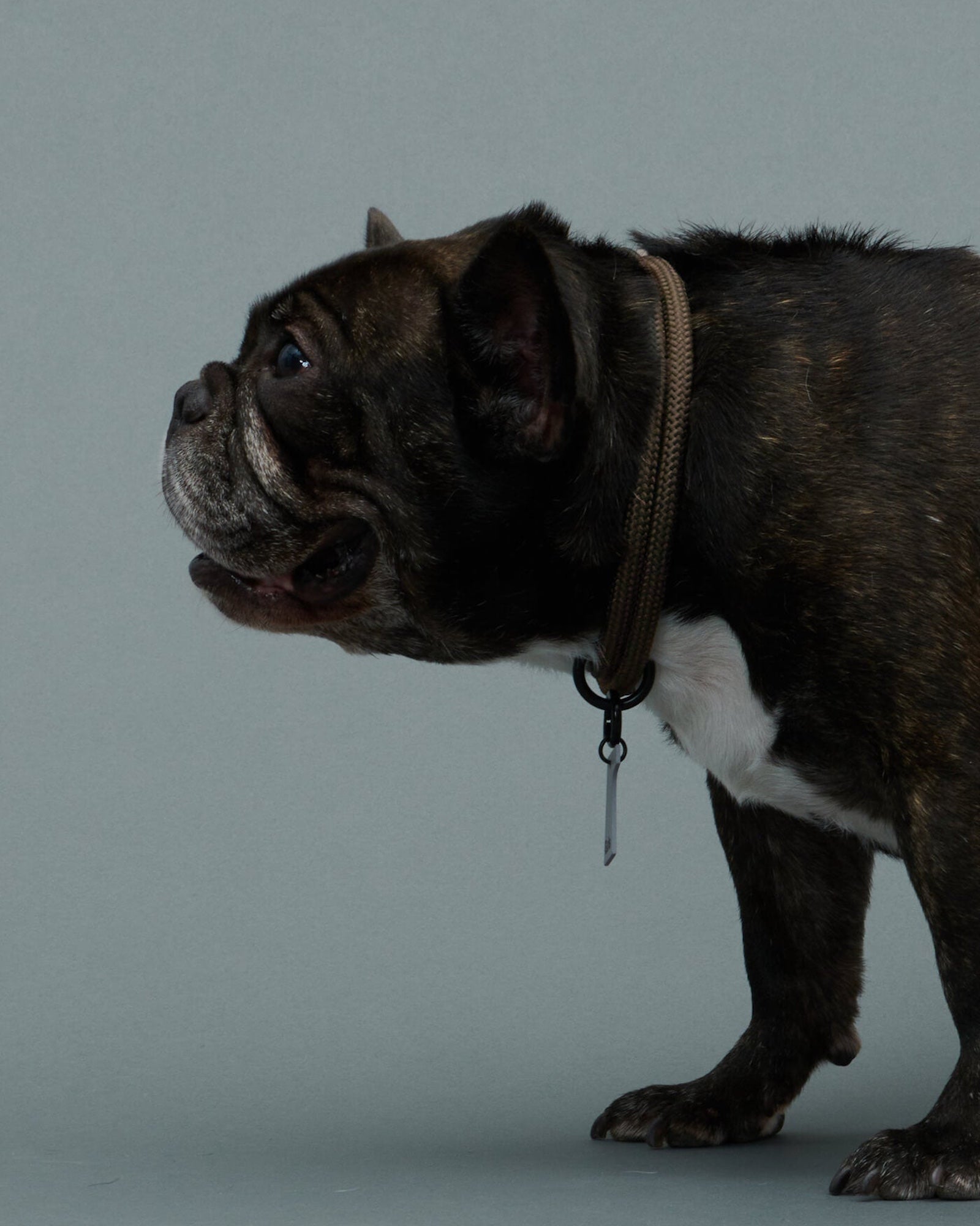 THE COLLAR – Gris