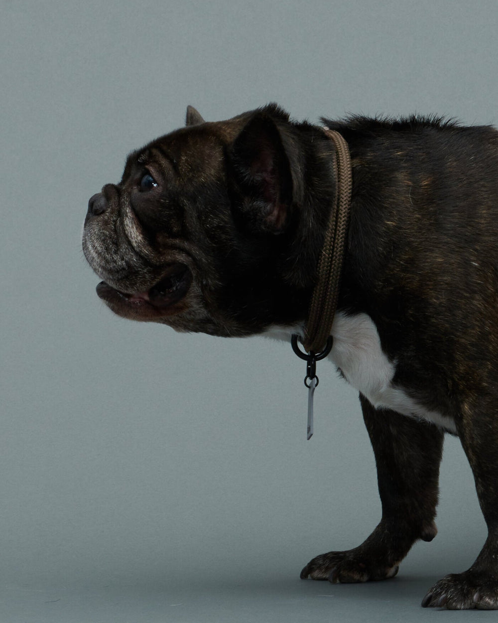 フレンチブルドッグ/首囲40胸囲62背丈41cm体重15kg/THE COLLAR Weimaraner Grey 40cm