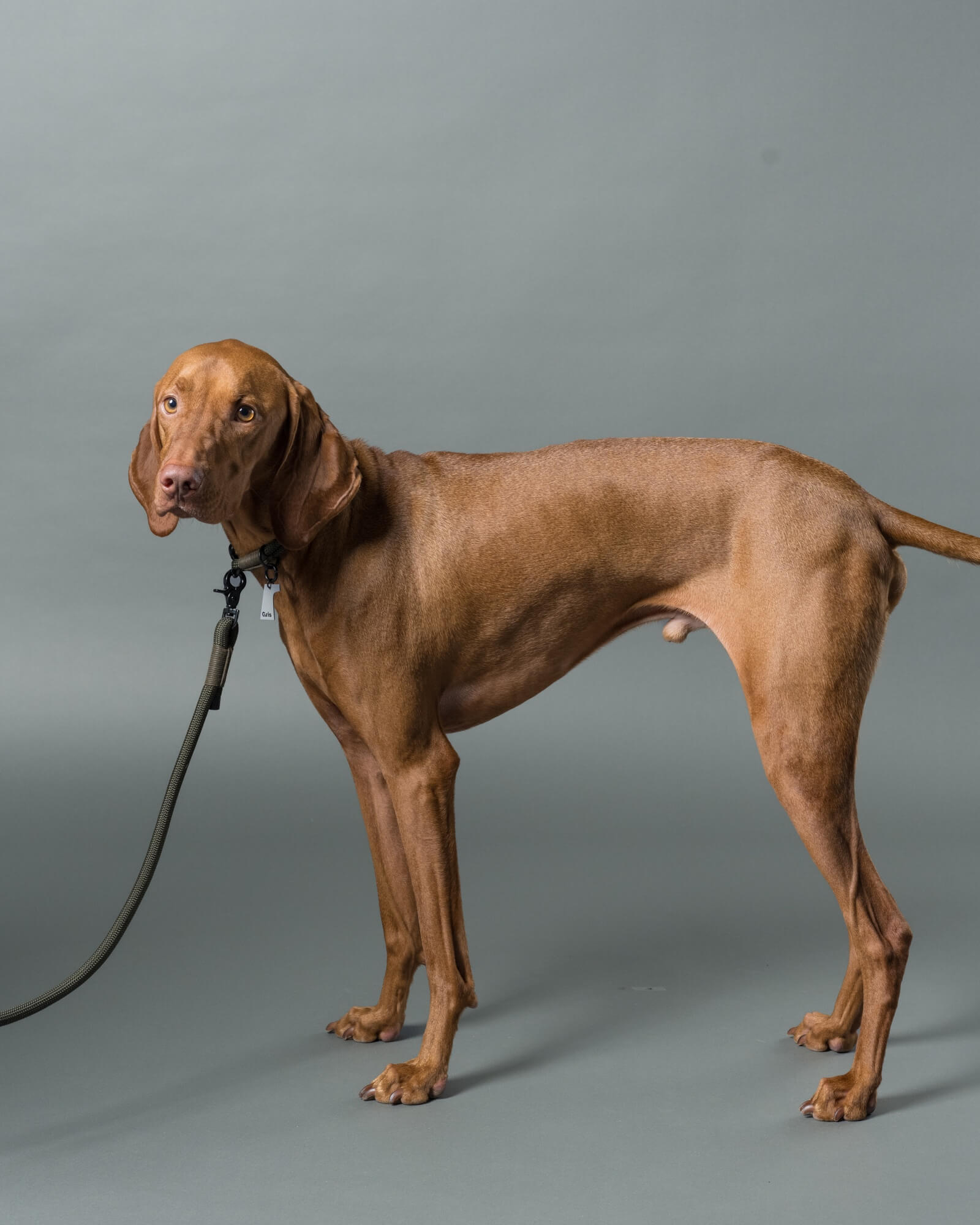 THE LEASH – Gris