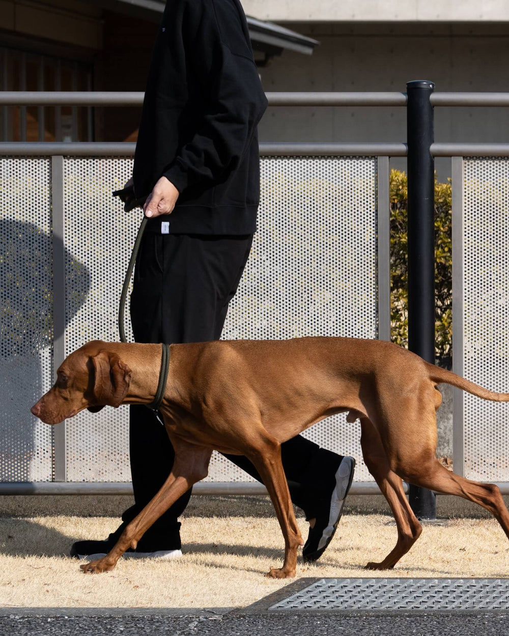 ビズラ/首囲38胸囲69背丈55cm体重23kg/THE LEASH Alga 130cm