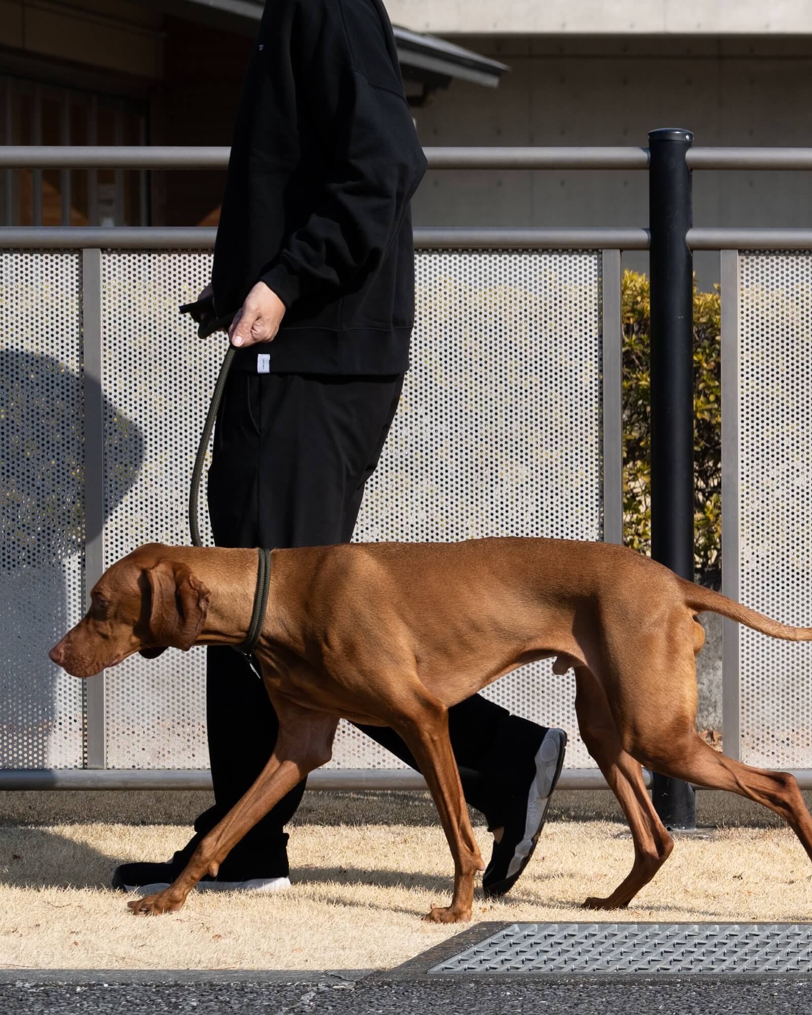 ビズラ/首囲38胸囲69背丈55cm体重23kg/THE LEASH Alga 130cm