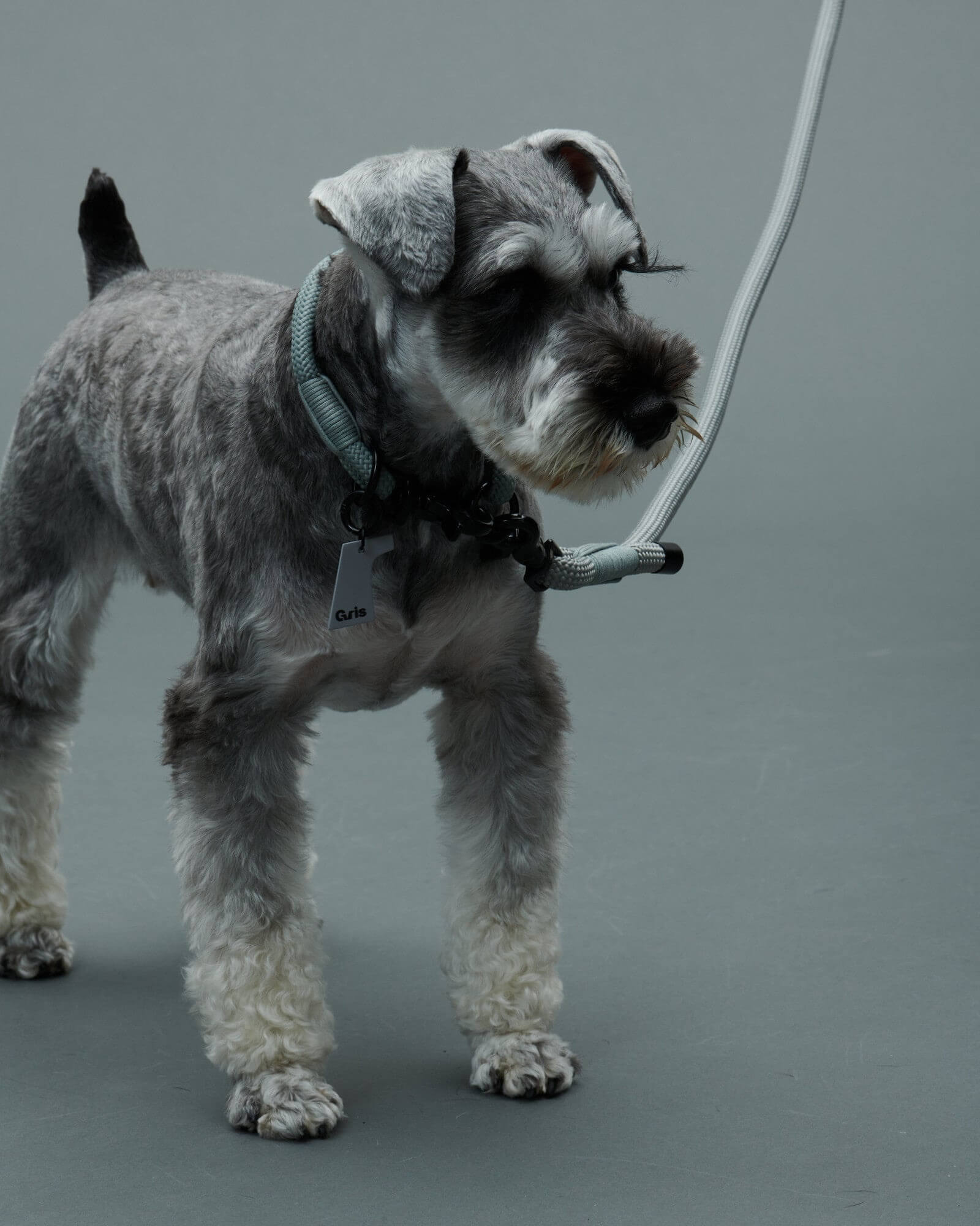 ミニチュアシュナウザー/首囲29胸囲49背丈37cm/THE LEASH Limestone 130cm