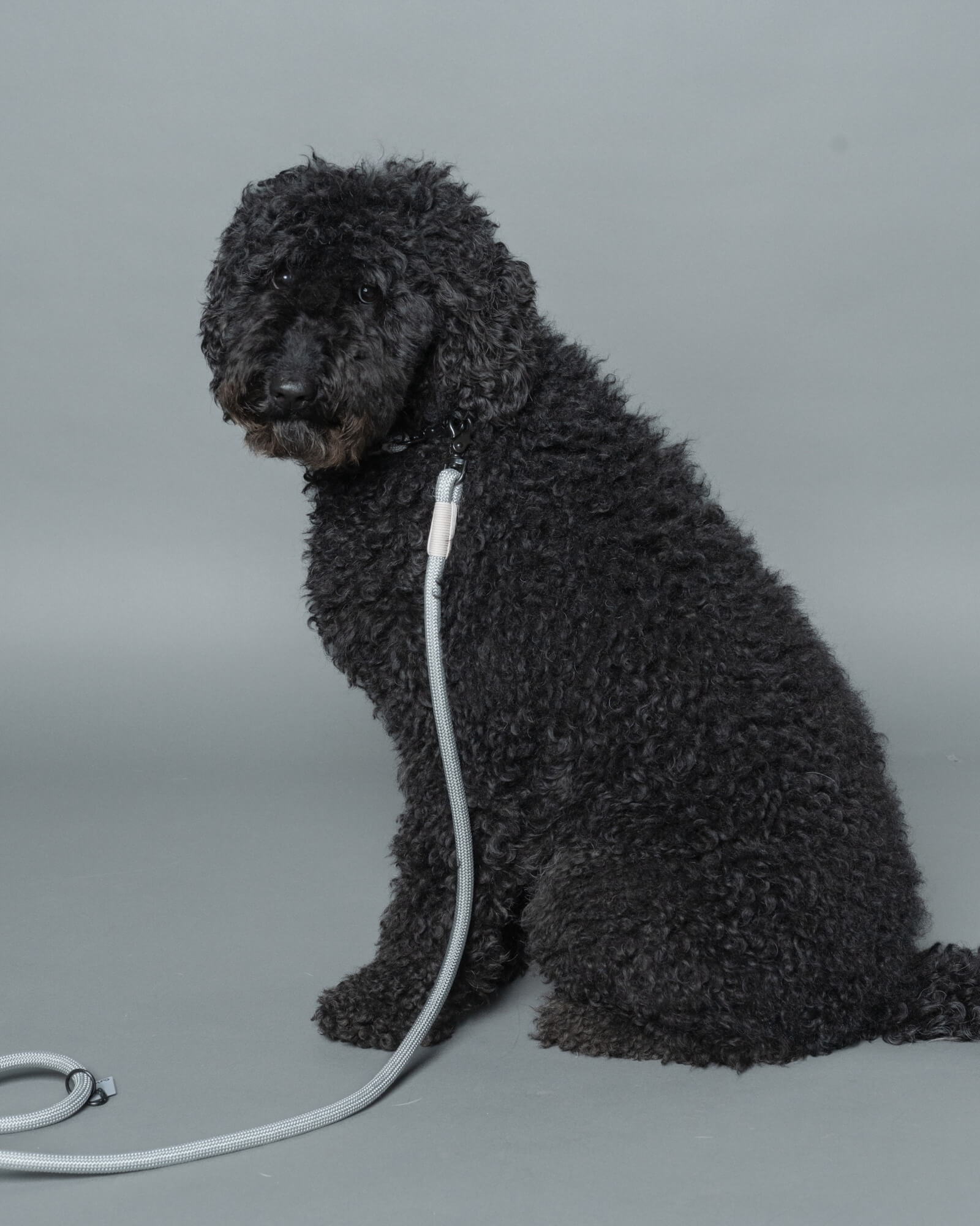 ドゥードゥル/首囲38胸囲65背丈60cm体重25kg/THE LEASH Limestone 185cm