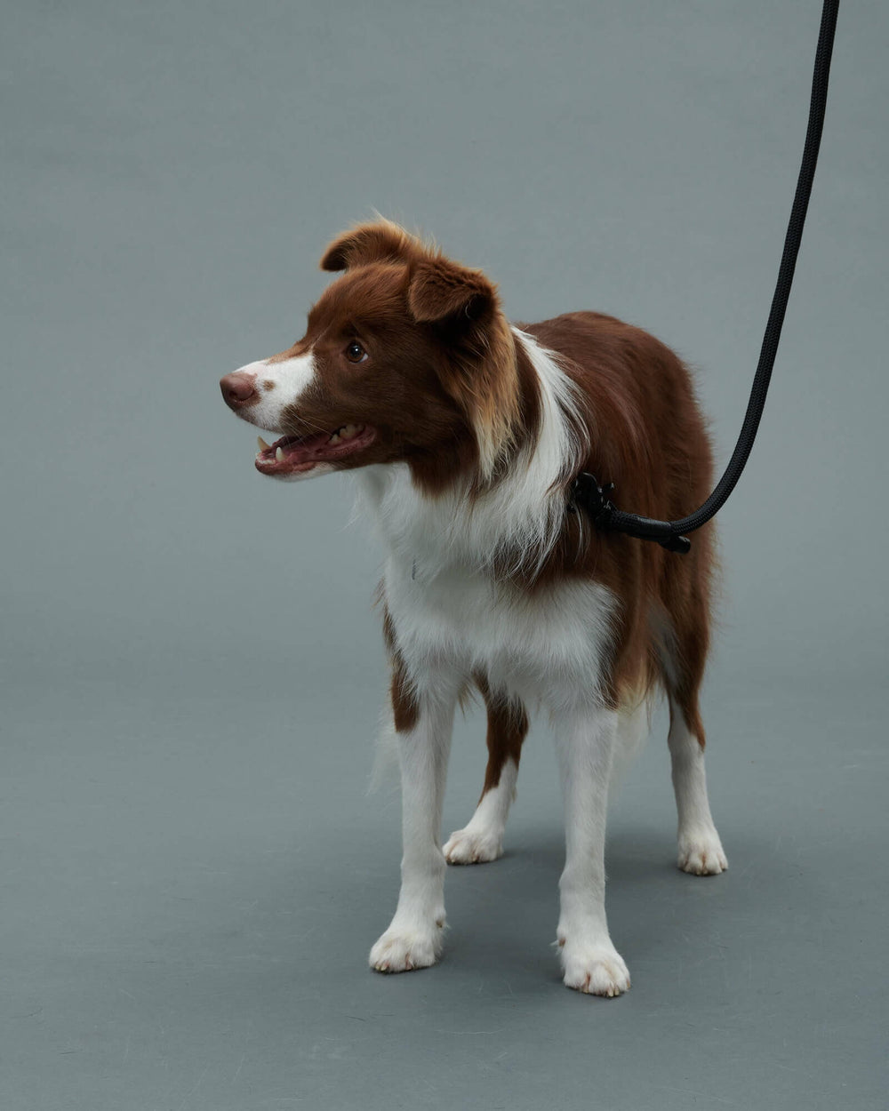 ボーダーコリー/胸囲59cm体重15kg/THE LEASH Peat Black 130cm