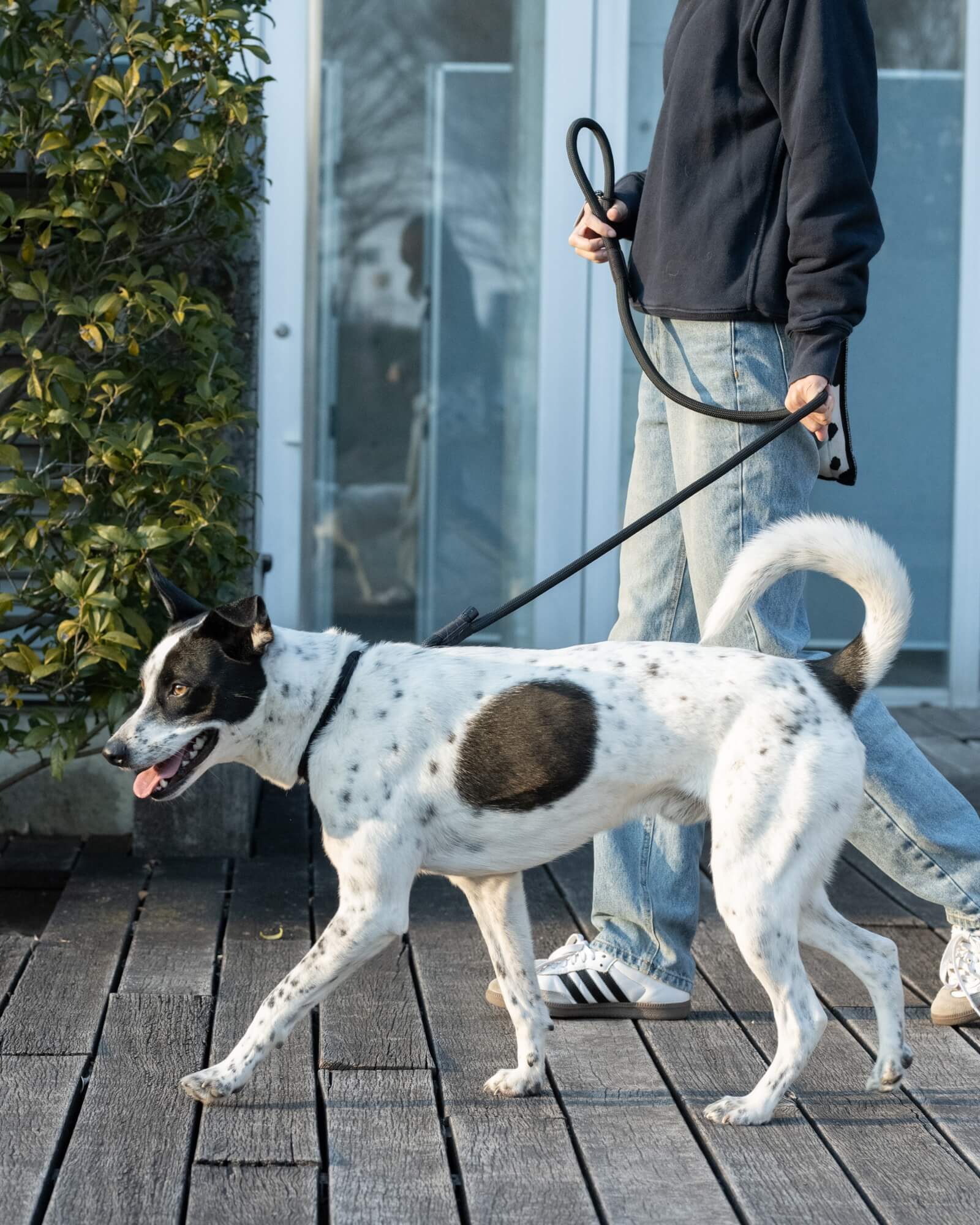 THE LEASH – Gris
