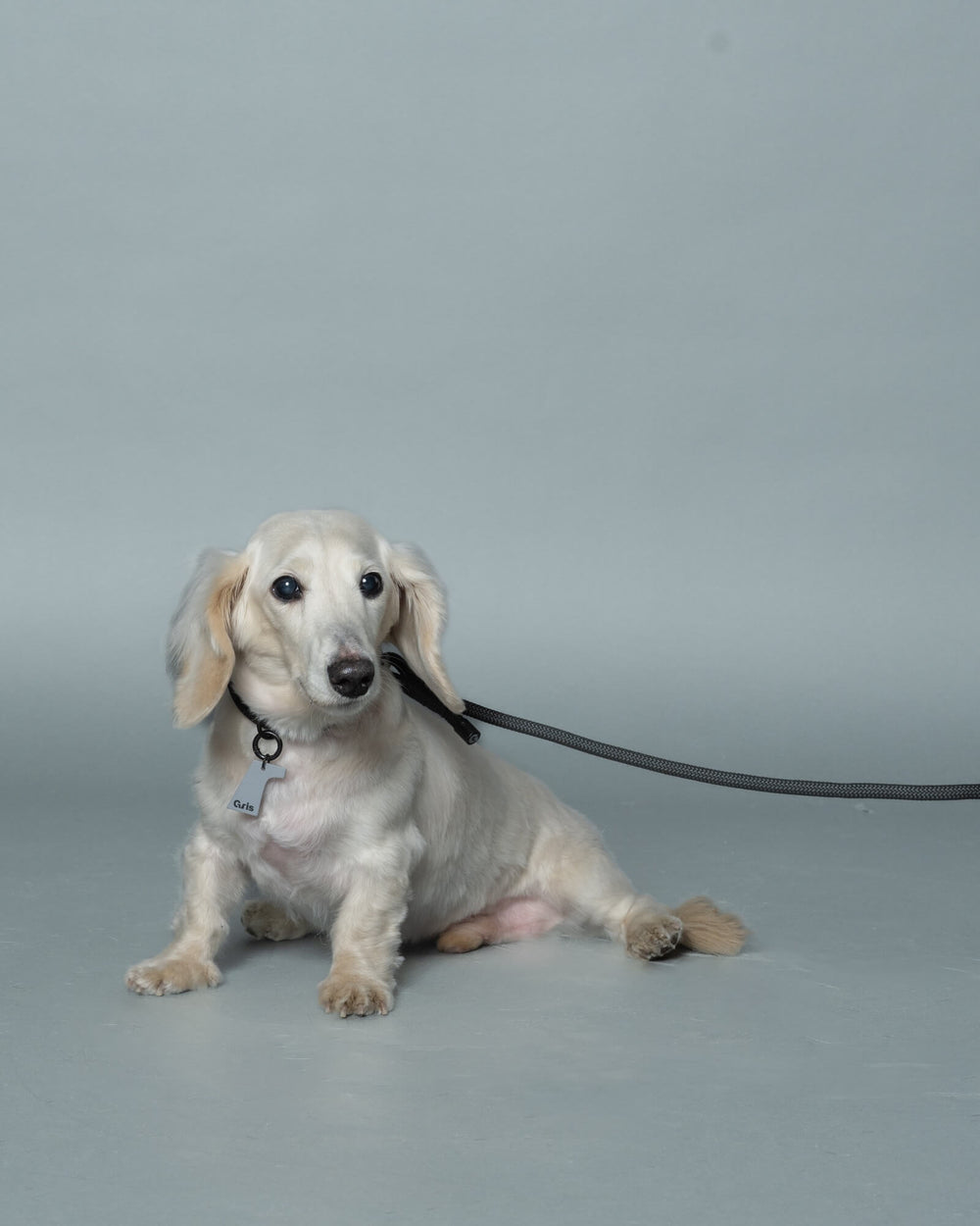 ダックスフント/首囲28胸囲45背丈36cm体重6.8kg/THE LEASH Peat Black 120cm