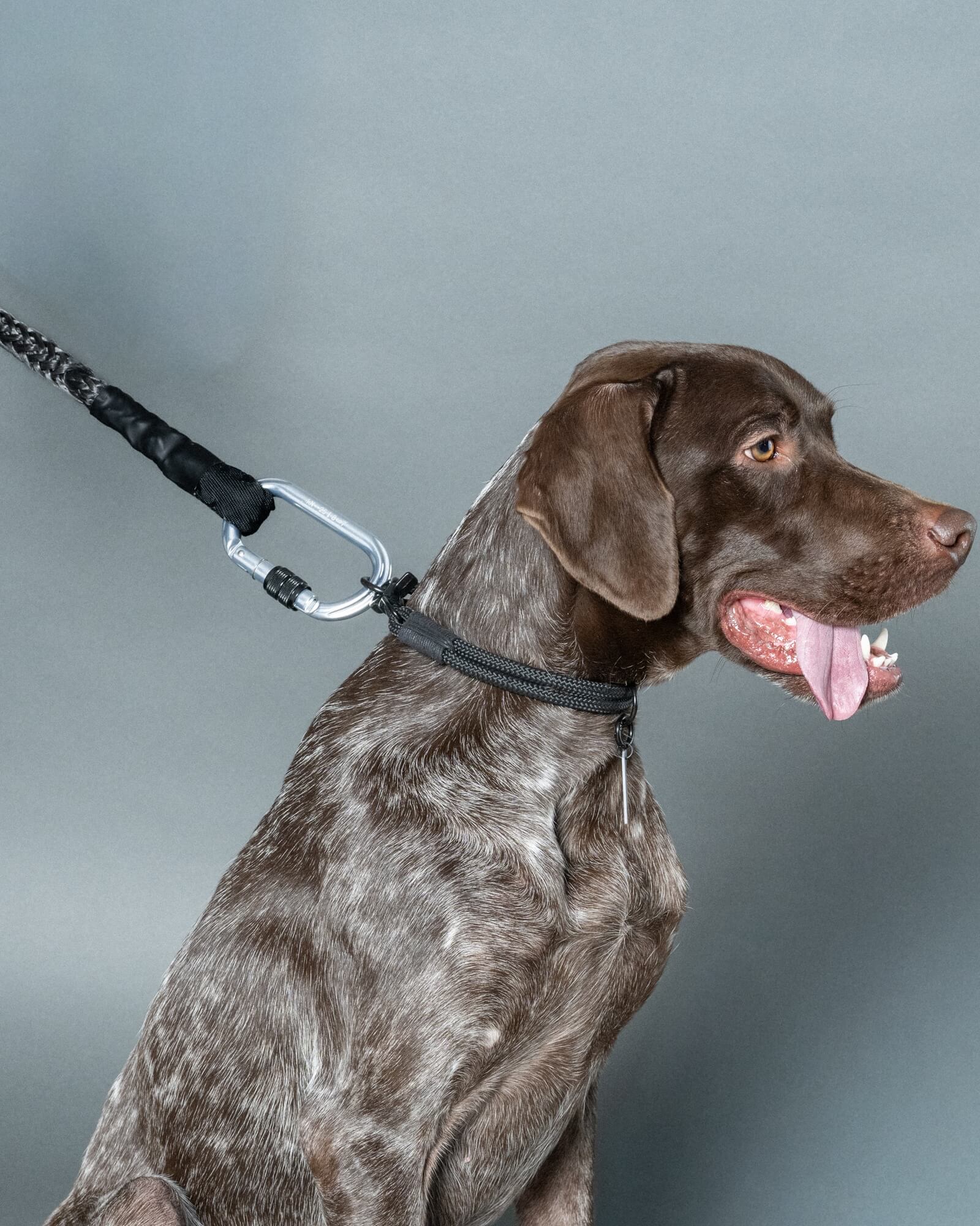 ジャーマンポインター/首囲30胸囲69背丈59cm体重24kg/WINCH LEASH Industrial Grey 120cm