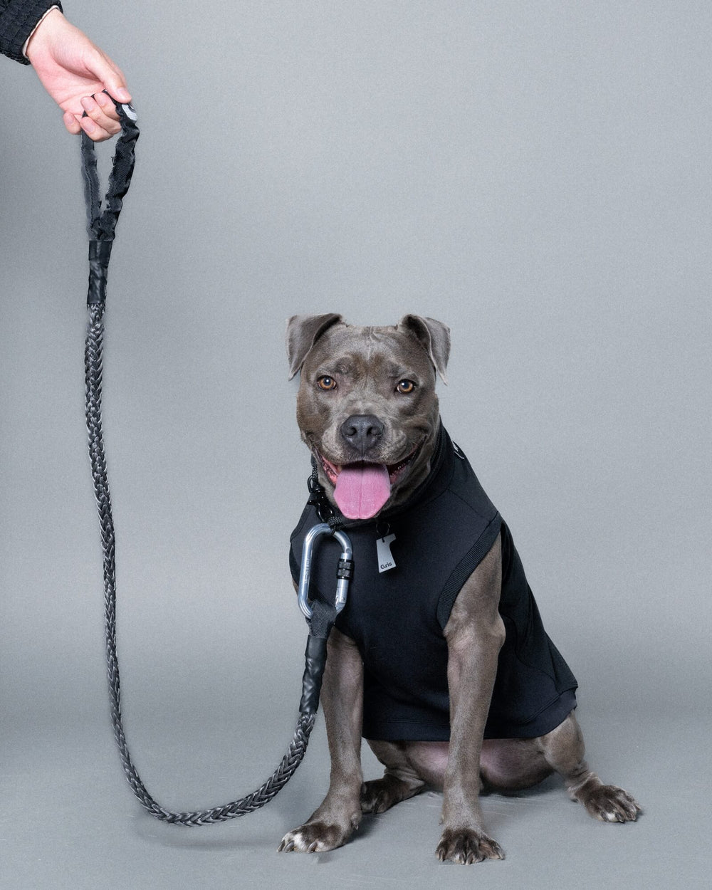 ピットブル/首囲47胸囲70背丈50cm体重30kg/WINCH LEASH Industrial Grey 135cm/ROB SWEAT Peat Black XXL