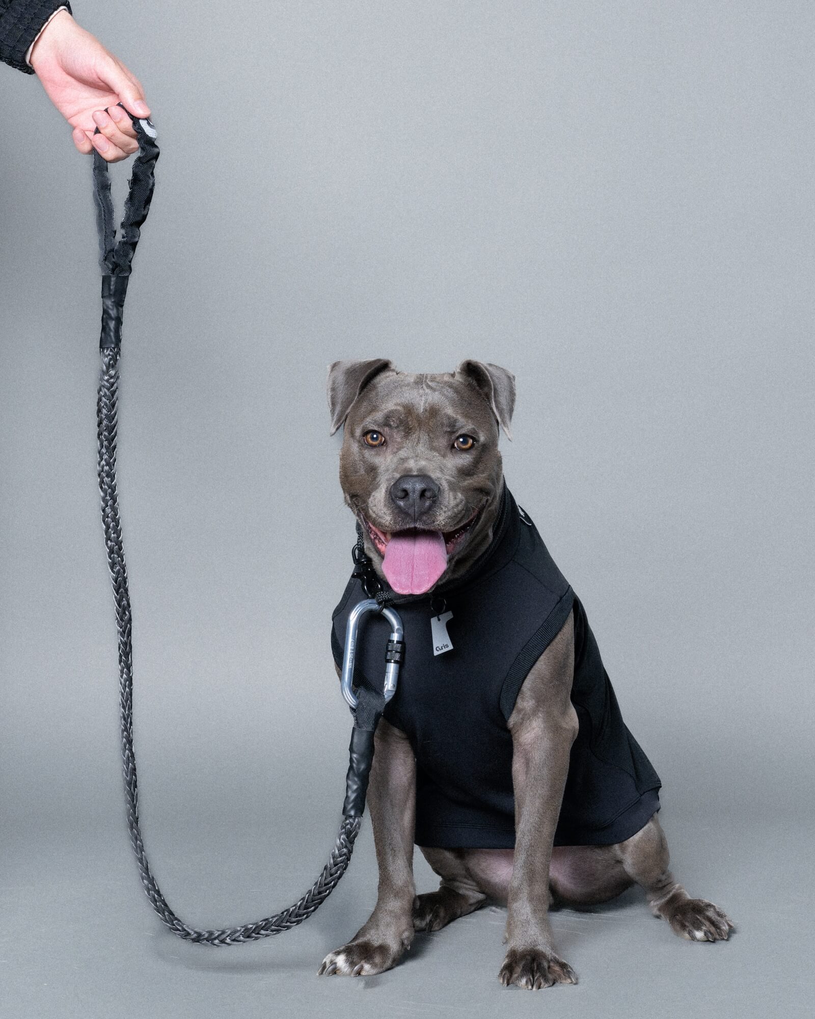 ピットブル/首囲47胸囲70背丈50cm体重30kg/WINCH LEASH Industrial Grey 135cm/ROB SWEAT Peat Black XXL