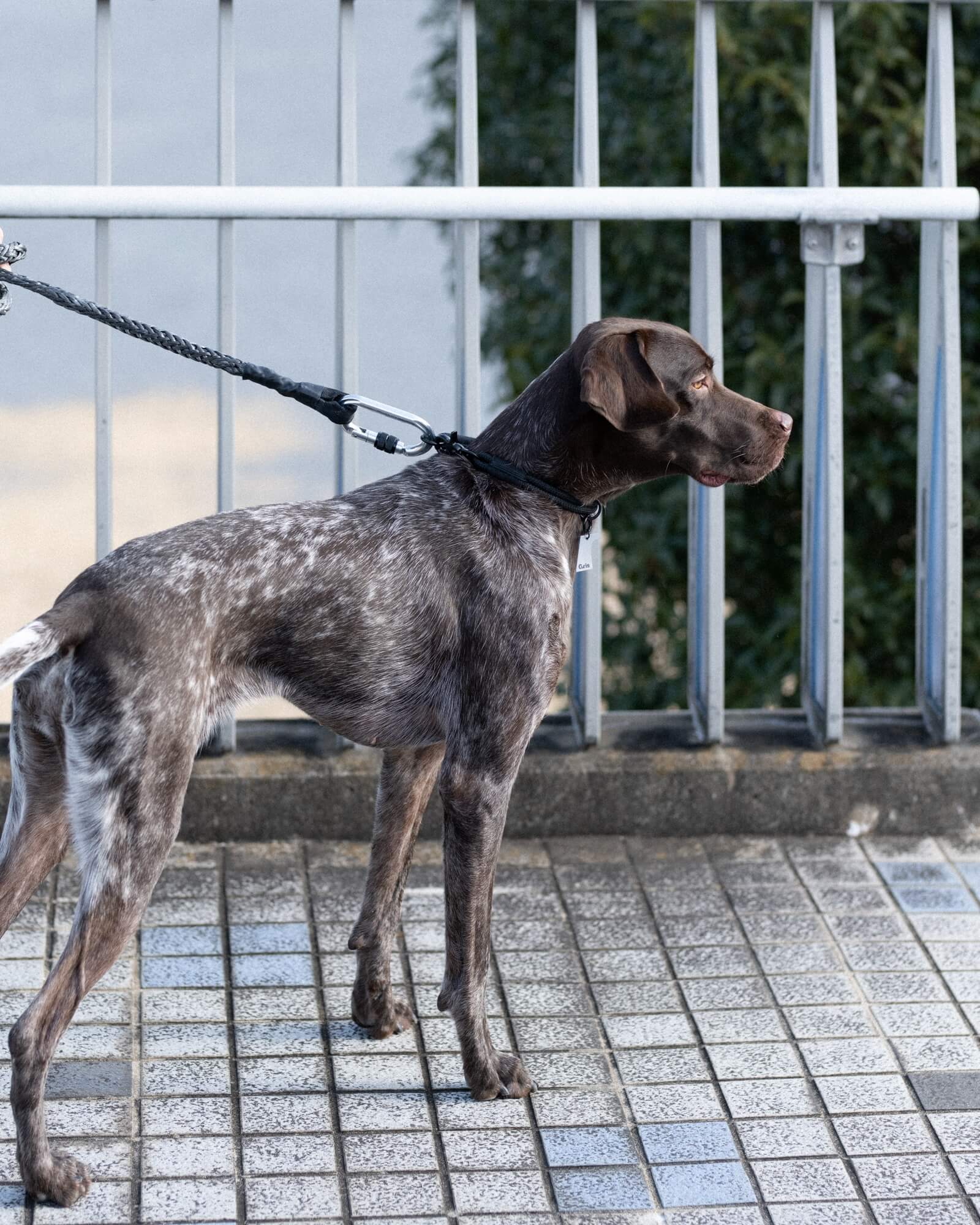 WINCH LEASH – Gris