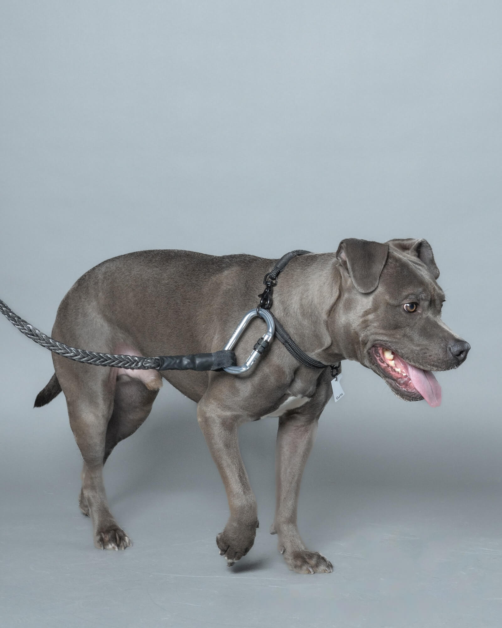 WINCH LEASH – Gris