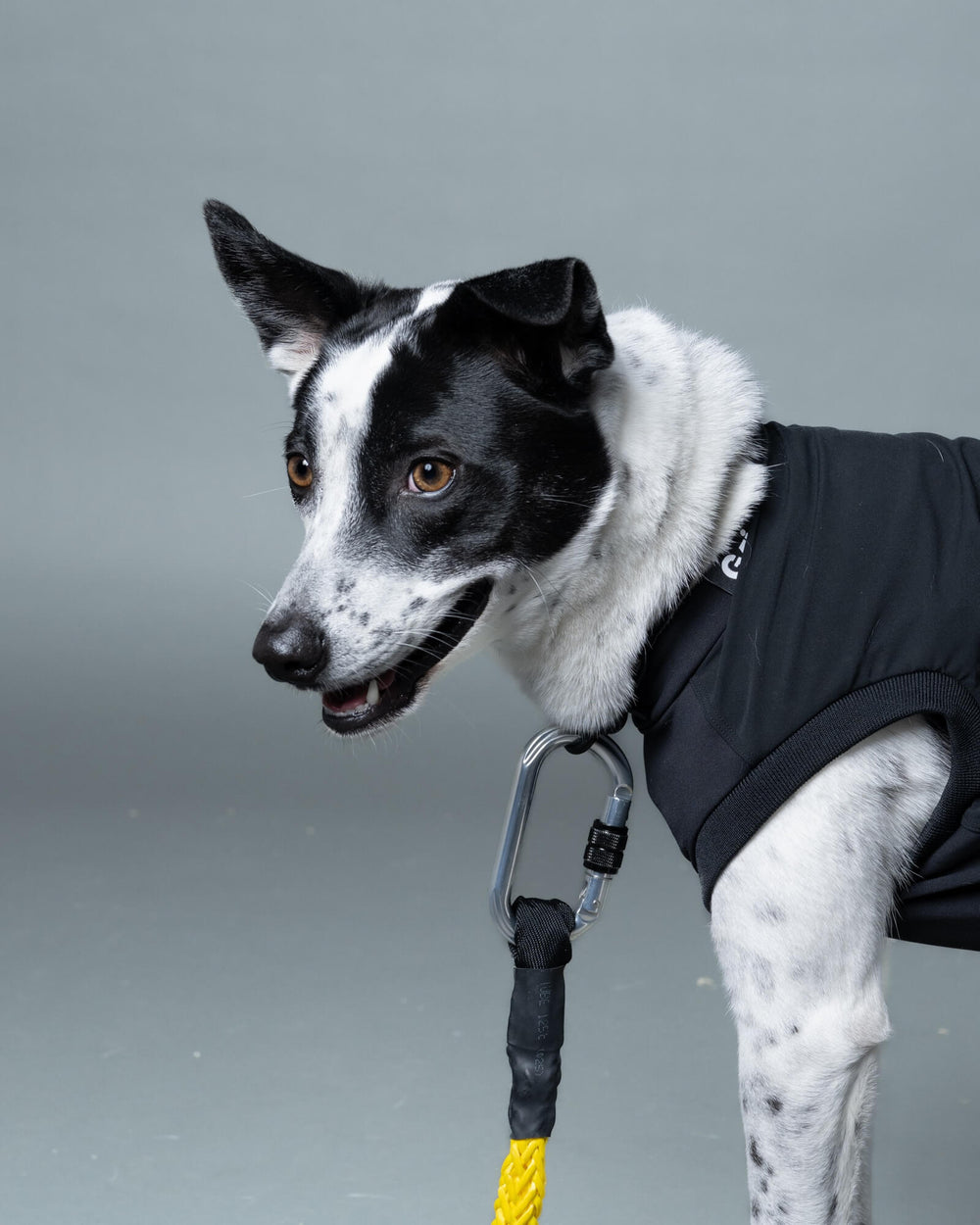 ミックス/首囲36胸囲59背丈61cm体重16kg/WINCH LEASH Shock Yellow 120cm/ROB SWEAT Peat Black XL